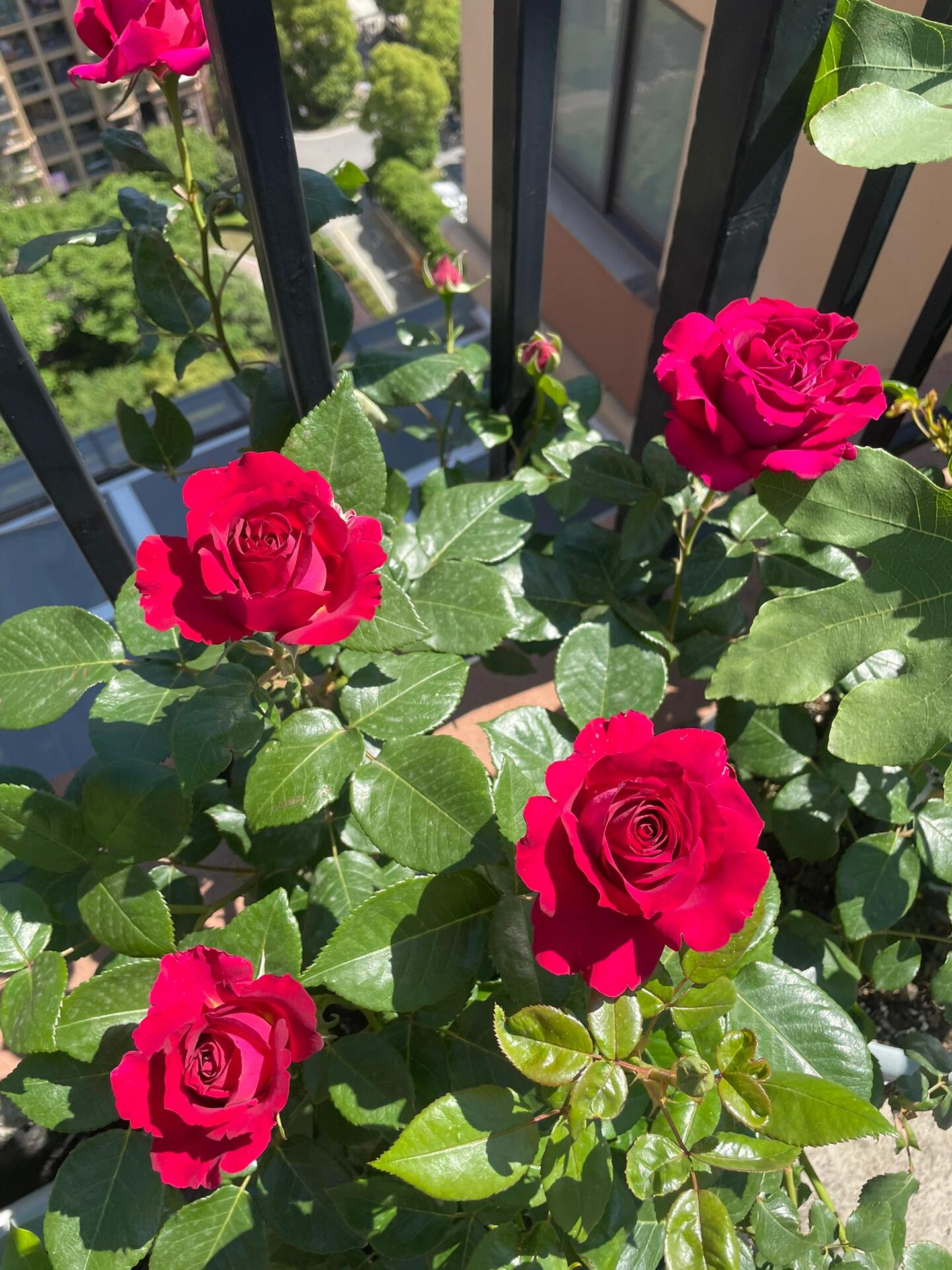 Rose【Belles Rives| Stiletto】- 1.5Gal OwnRoot LivePlant| Love Rosa｜Cheery Red｜美人丽芙| Bloom Repeatedly| Intense Fragrance| Cutting Rosa