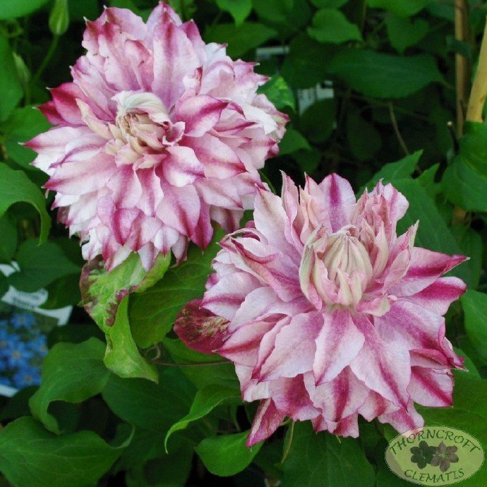 Clematis【Patricia Ann Fretwell】- LivePlant｜帕特丽夏｜Early Large-flowered Group｜