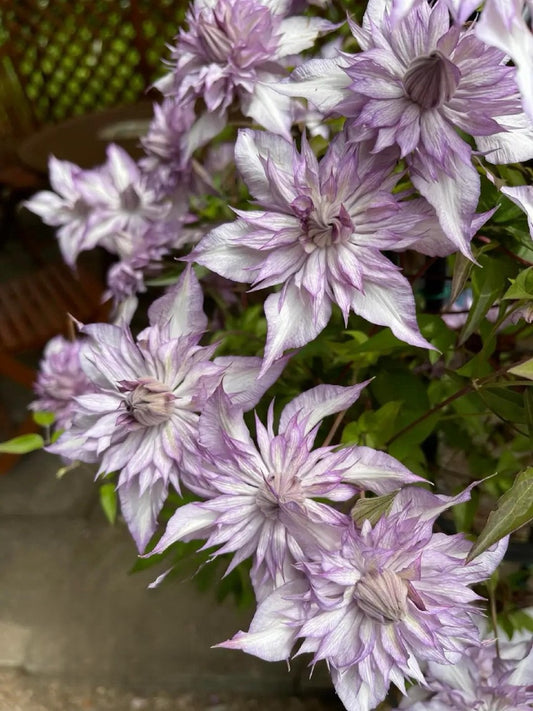 Clematis【Lady Kyoko | レディ・キョウコ】 -9P Live Plant- Japanese Rare Clematis| Pre-Order - Ships Oct 1st Week| 恭子小姐 | 新旧両枝咲き|