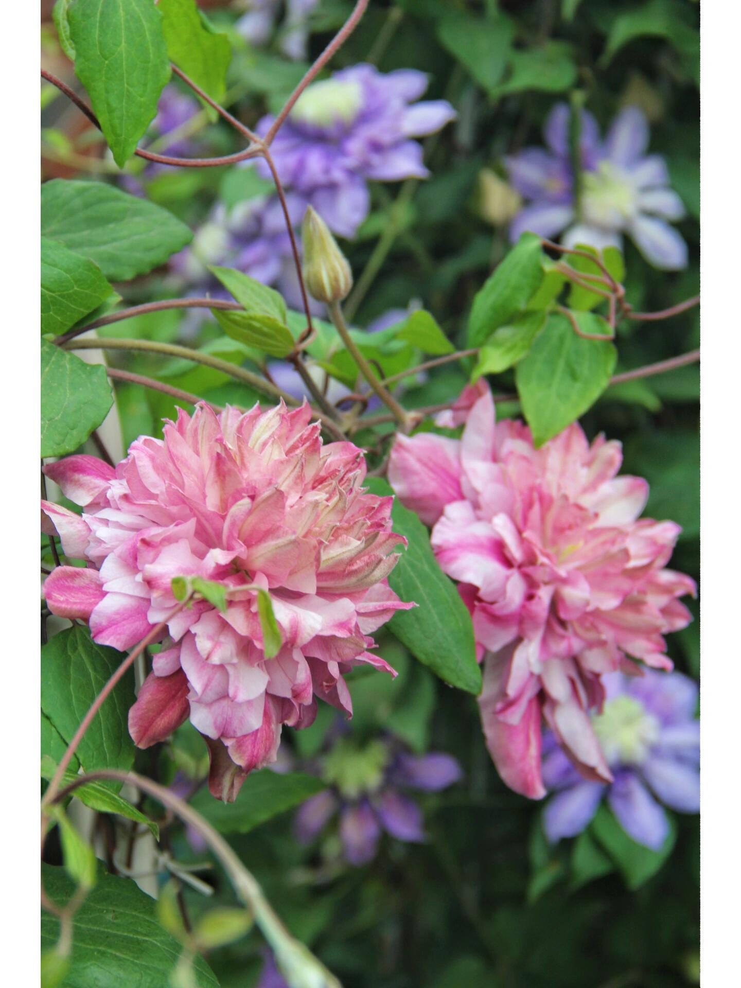 Clematis【Patricia Ann Fretwell】- LivePlant｜帕特丽夏｜Early Large-flowered Group｜