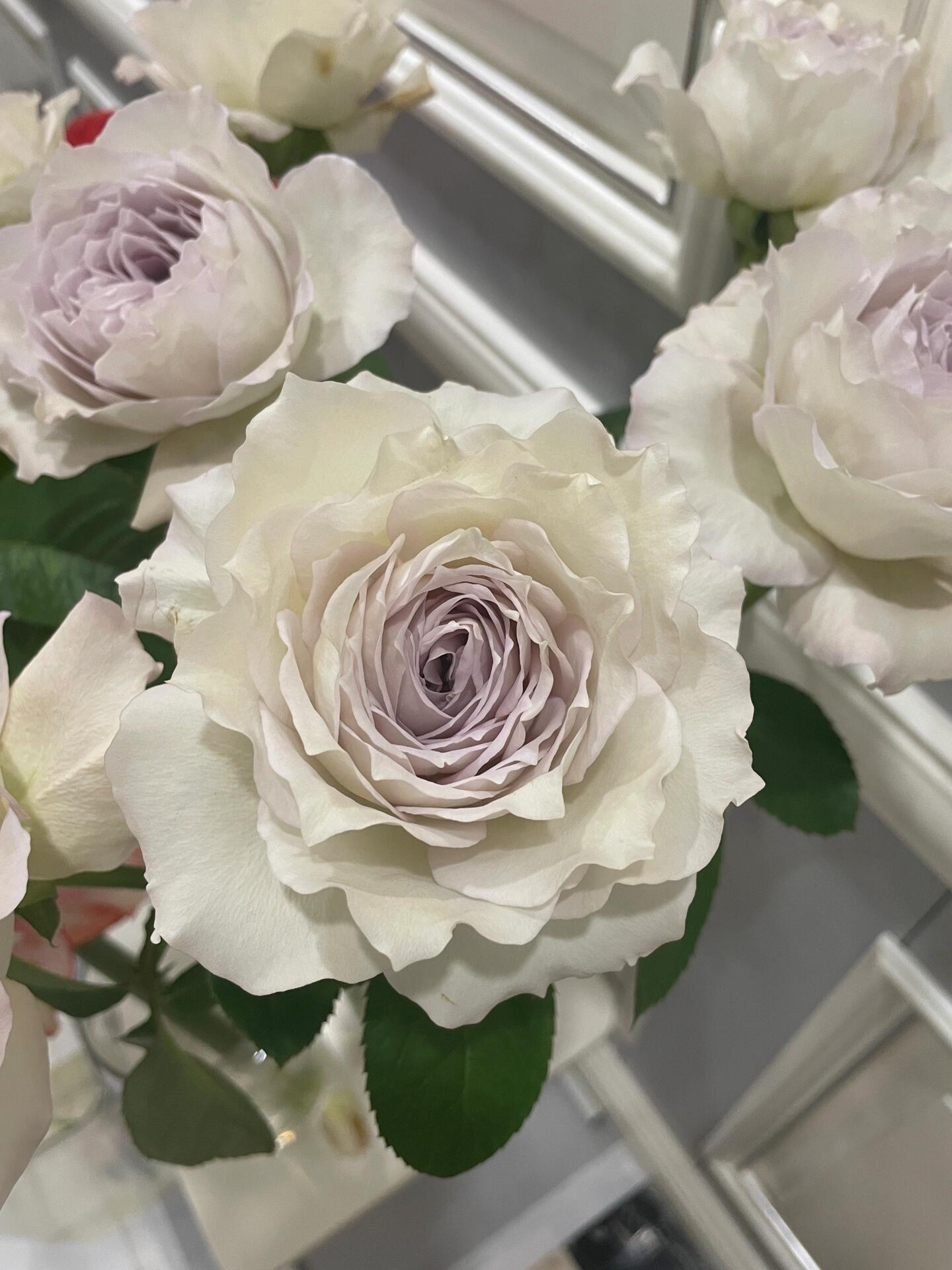 Rose【Milky Pearl｜ミルキーパール】- Japan New Variety 2021｜珍珠奶茶｜Extended vase life| 牛奶珍珠| Redolent| Florists Rose| Wavy Lace