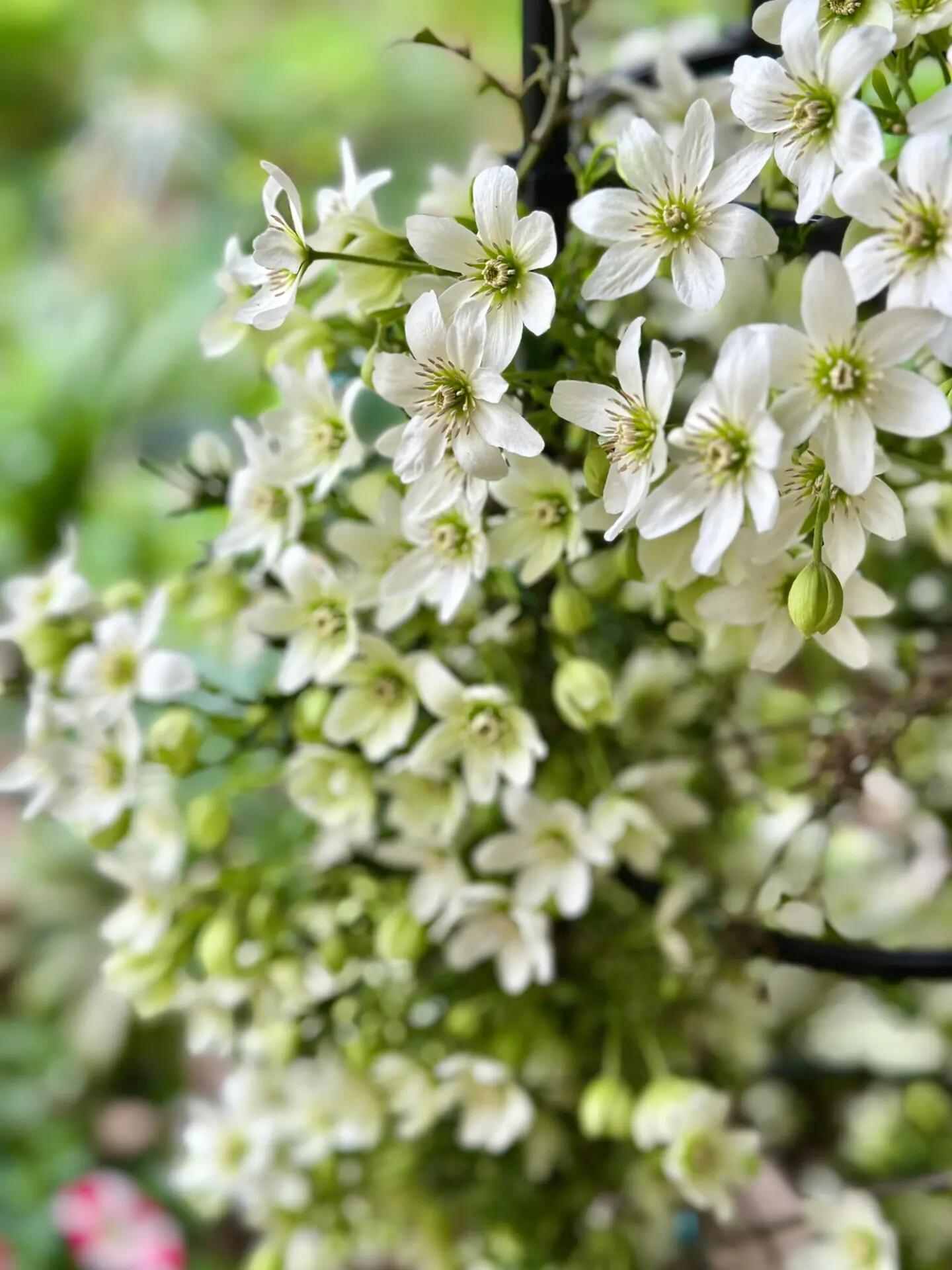 Clematis【Joe】- Liveplant｜银币｜Popular Floral waterfall