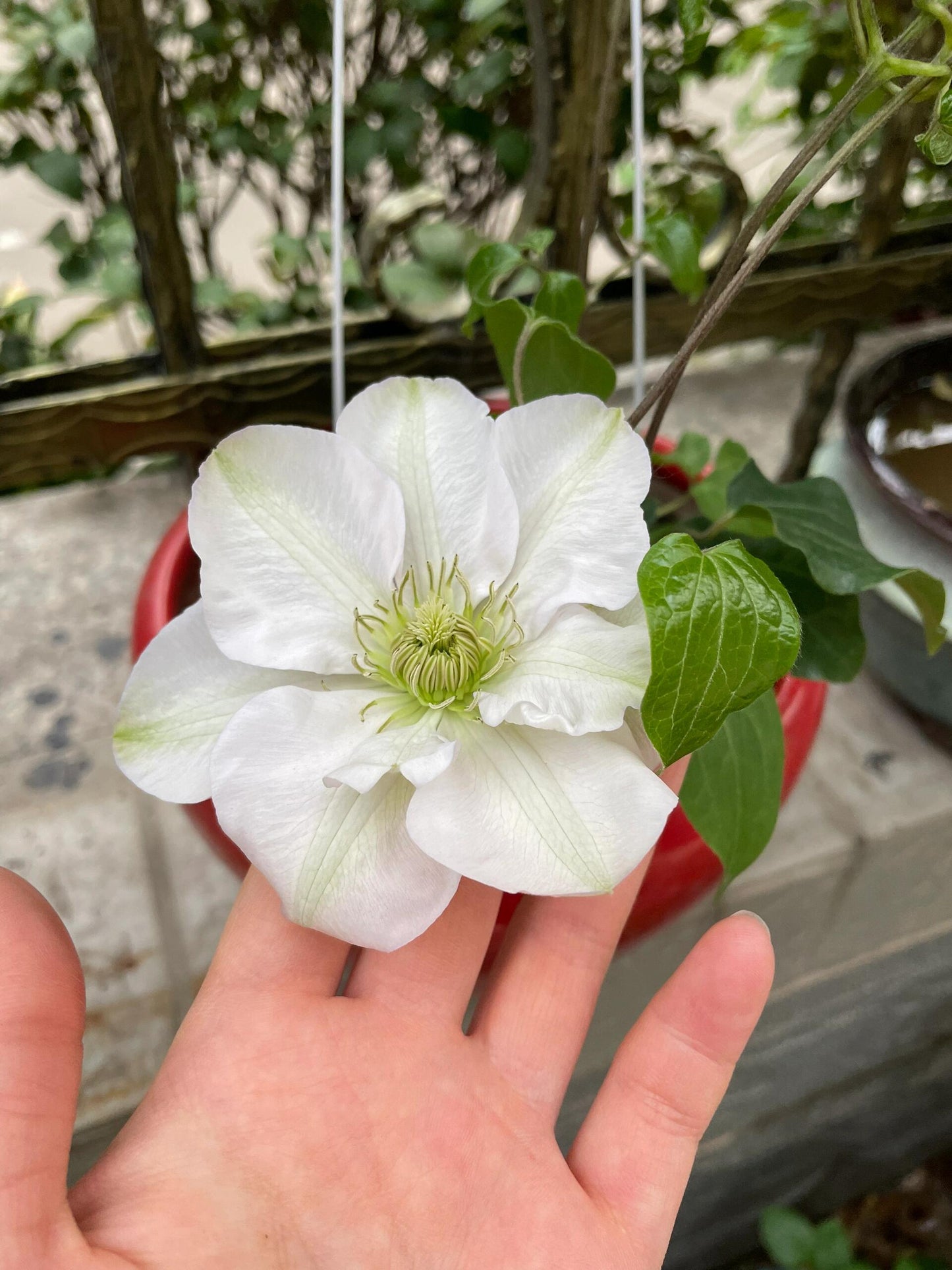 Rare Clematis【Innocent Blush】-LivePlant｜羞答答｜7 Lucky Petals｜