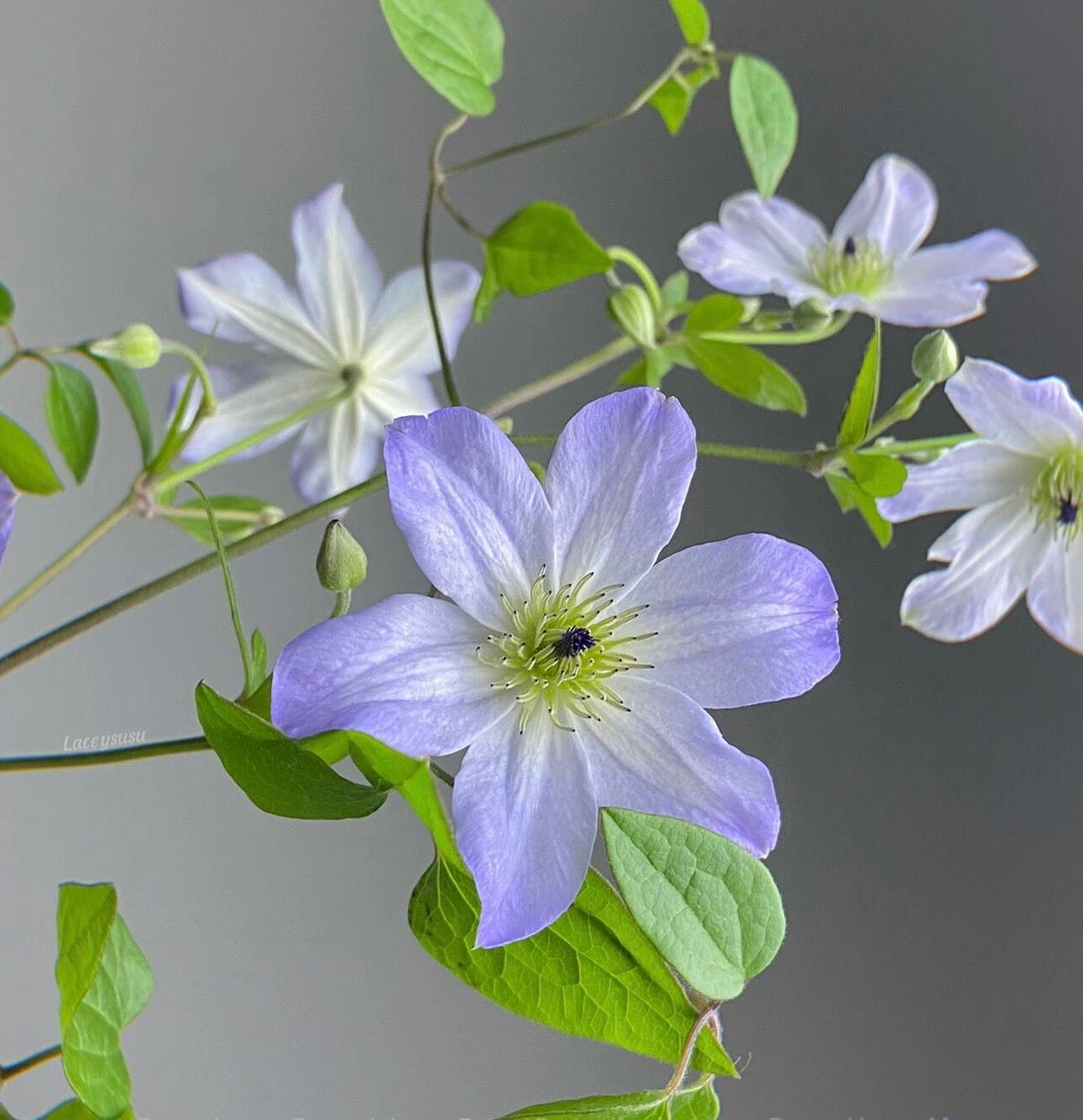 Clematis【Sea Breeze】- Live plant with flower buds｜海风｜Blue Clematis