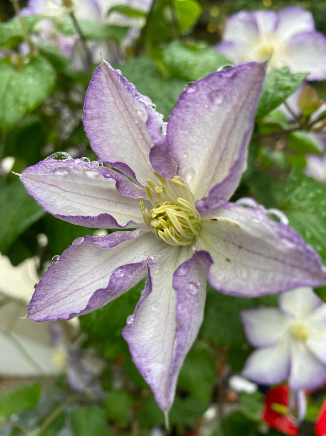 Clematis【Lucky Charm】- 9P Liveplant｜Large Bloom｜