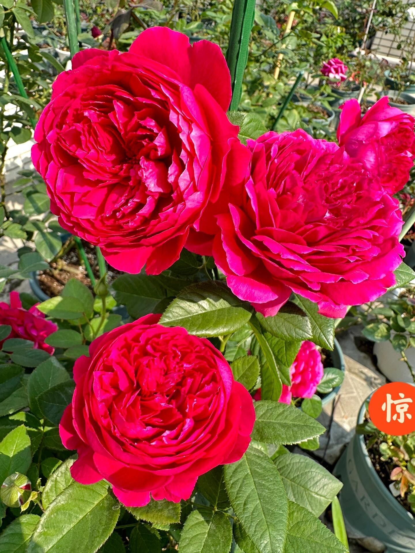 Rose【Ephemeral Grace｜Jing Hong｜惊鸿】- New Variety-2021｜1.5 Gal OwnRoot｜Heat Resistant｜Large Bloom 12cm+｜