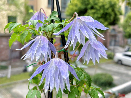 Rare Clematis【Maidwell Hall】- 12P LivePlant｜梅德维尔｜Fairy Dress｜Cold-hardy｜