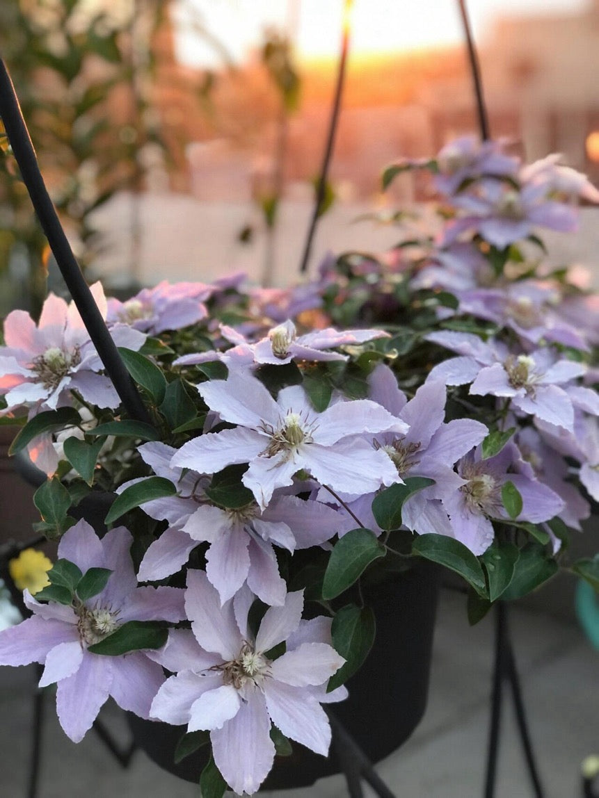 Clematis【Filigree】- LivePlant｜金银丝/ 故里｜Dwarf Clematis