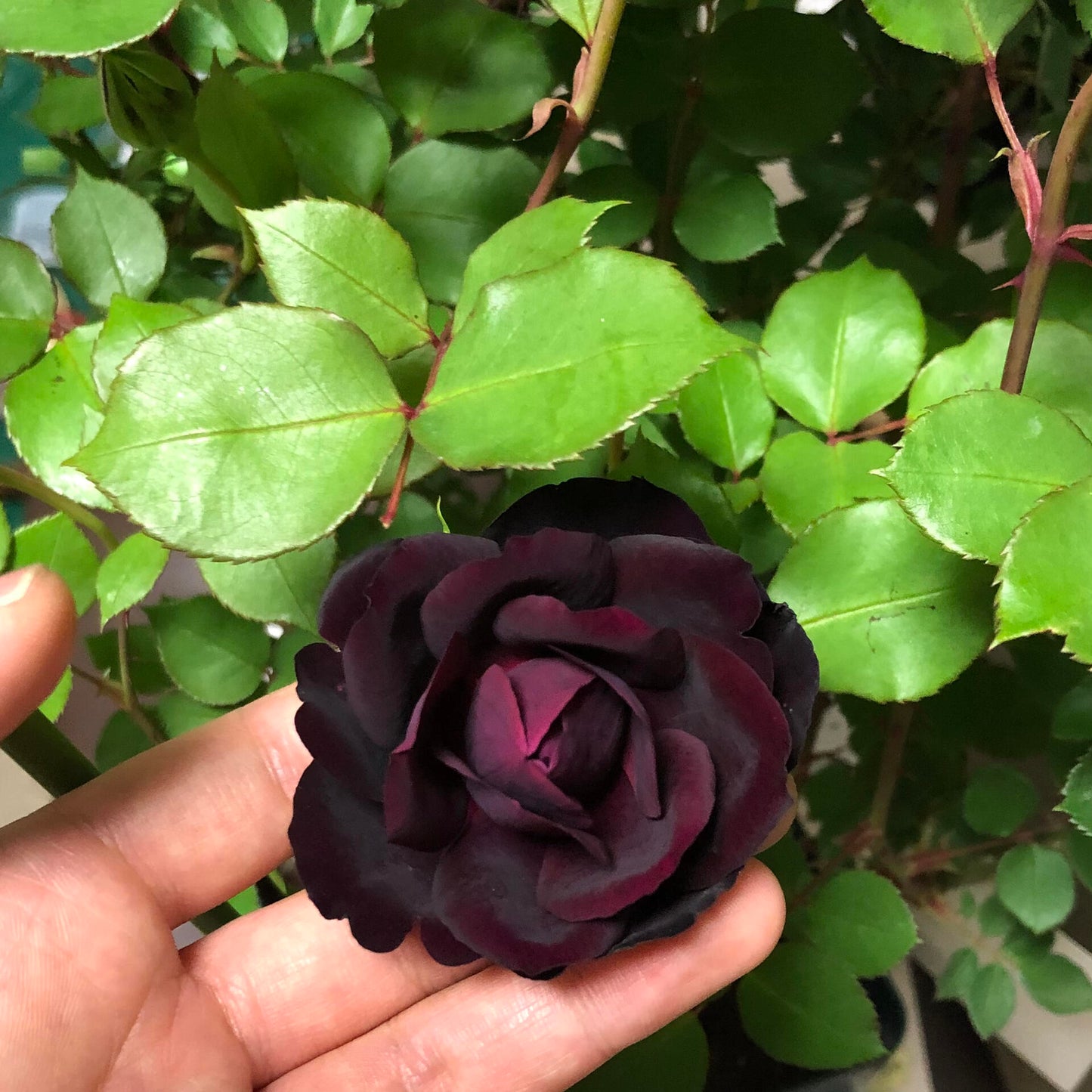 Rose【Louis XIV｜ルイ14世】-OwnRoot LivePlant｜路易十四| Classic Vintage Black Velvet Rose｜Strong Fragrance| Cut Flower| Retro Fuchsia| Balcony