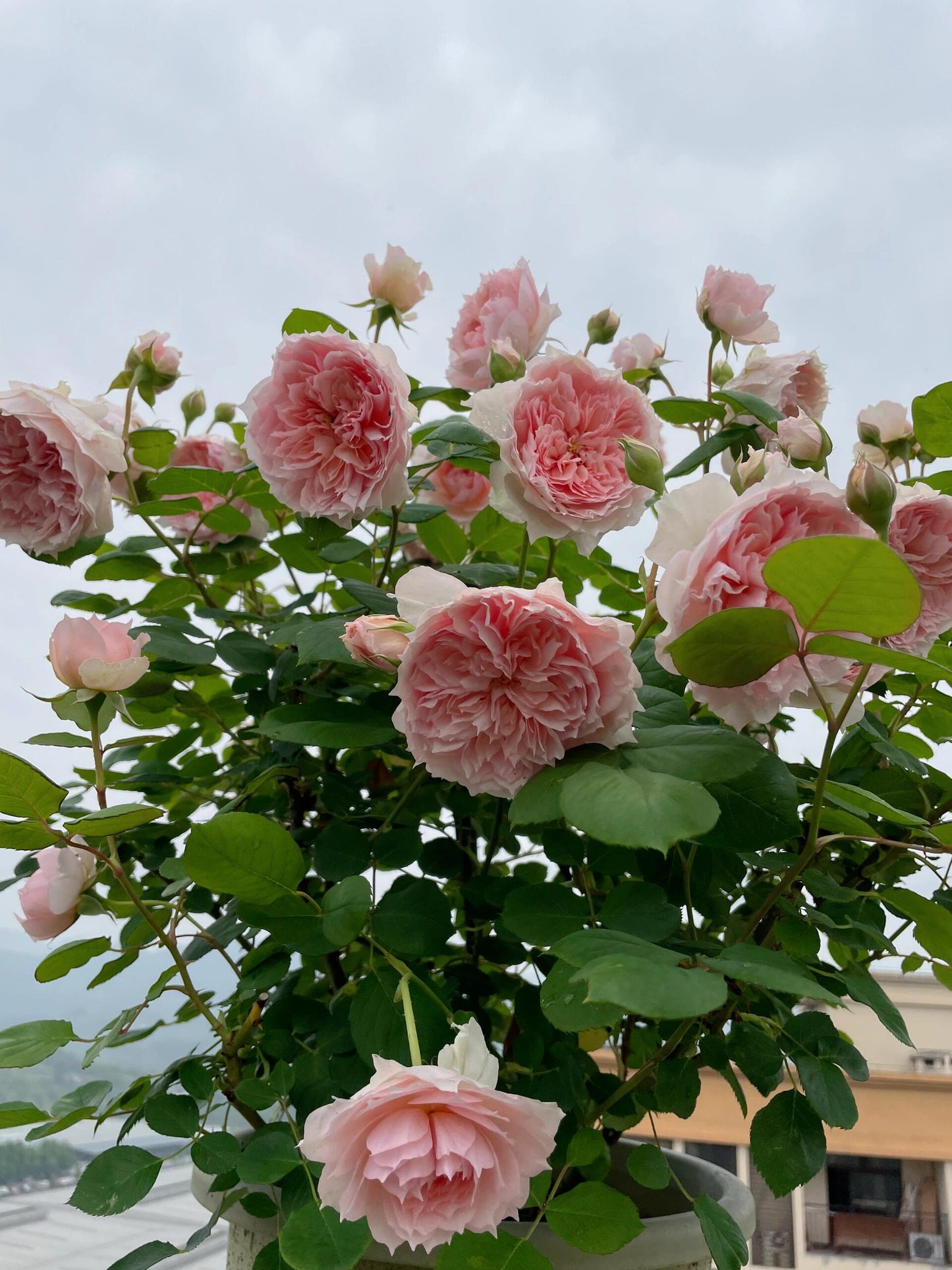 Rose【Monique Darve】1.5 Gal OwnRoot | Strong Disease Resistance| Strong Upright Flowers| Long flowering period| Bloom Repeatedly|莫妮卡戴维