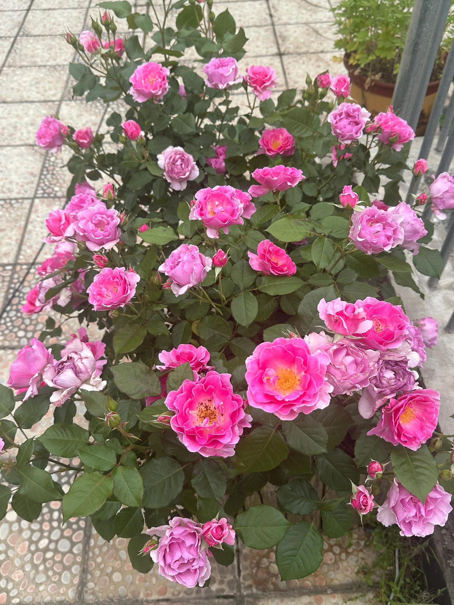 Rose【Yves Kazetatsunu｜かぜたちぬ】-3Gal LivePlant｜伊芙起风了｜国枝启司 2018