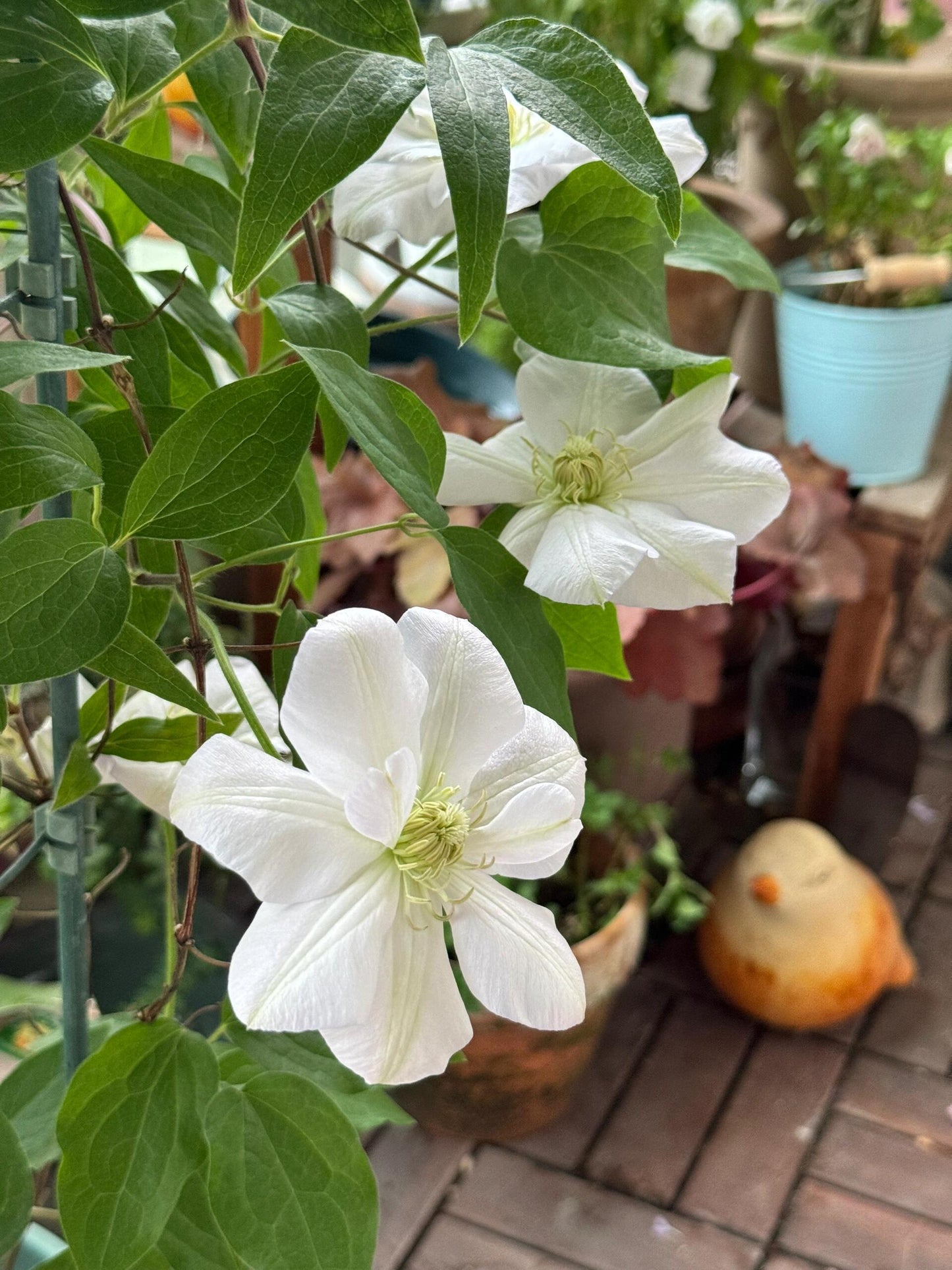 Rare Clematis【Innocent Blush】-LivePlant｜羞答答｜7 Lucky Petals｜