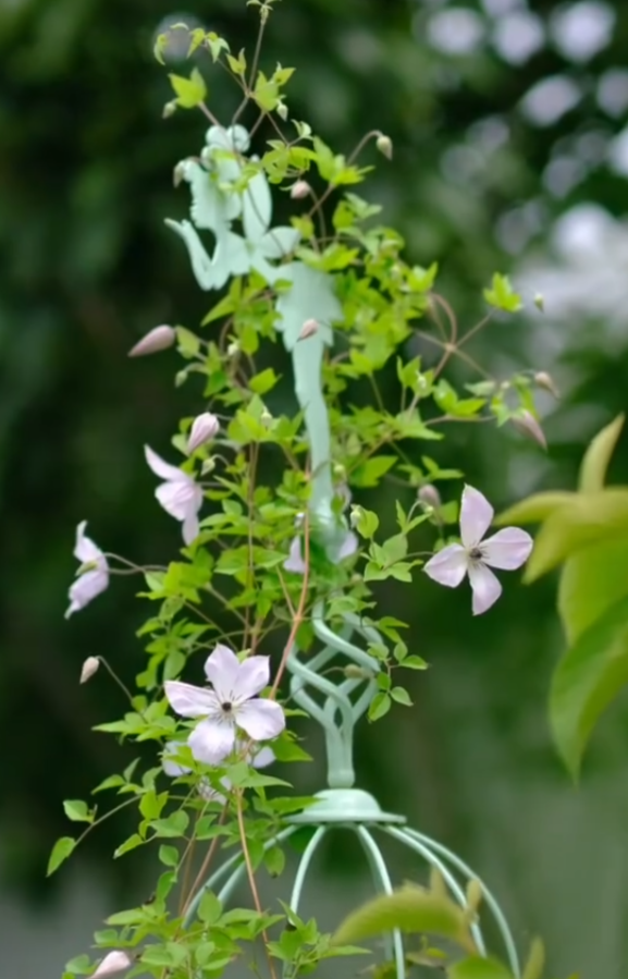 Rare Clematis【Pixie Dust】- LivePlant｜仙尘 ｜Polish Variety｜Vigorous Growth｜Abundant Blooms