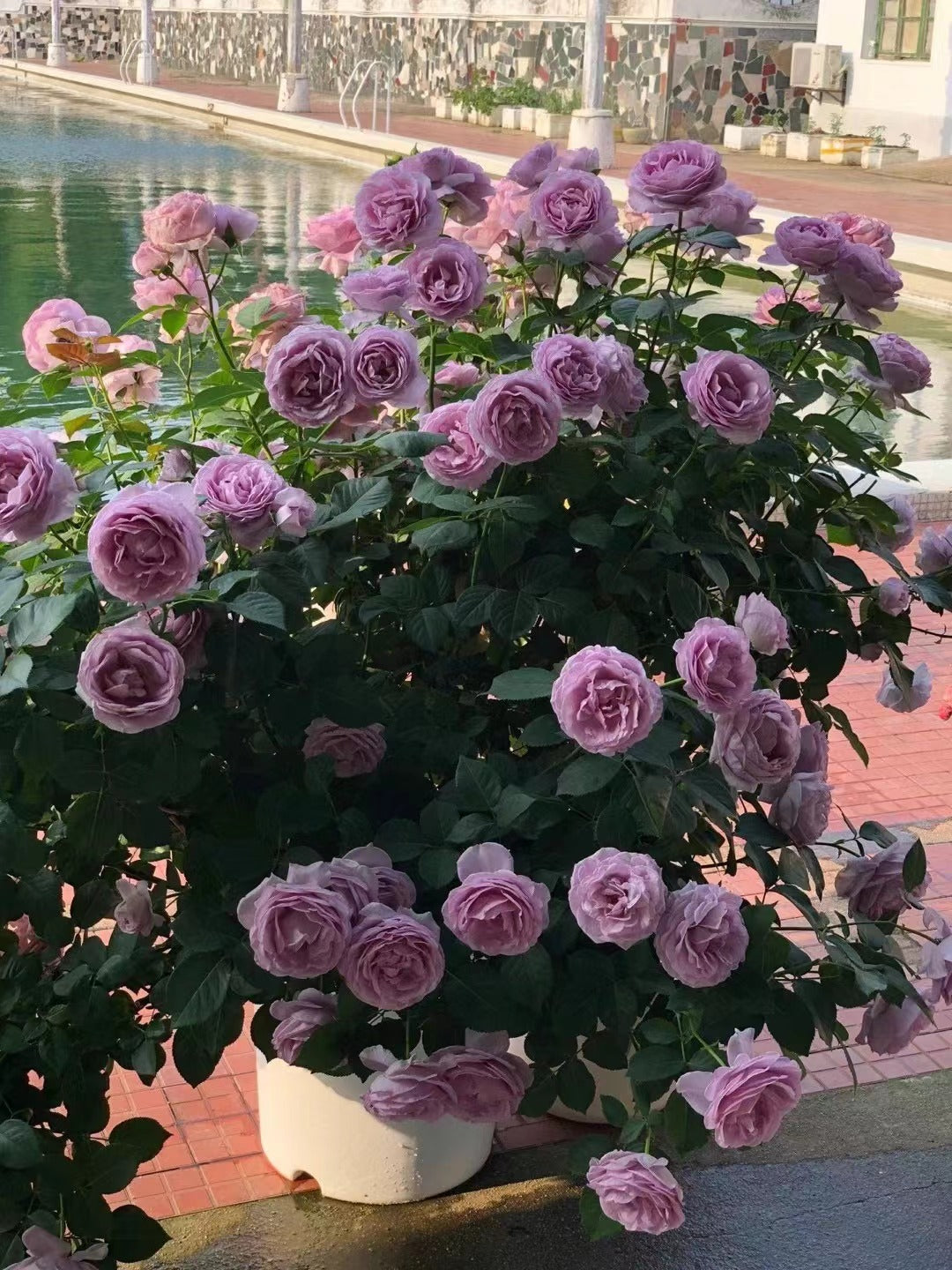 Rosa 【Blue Storm| Shinoburedo|しのぶれど】 - 1.5Gal OwnRoot| Fragrance| Strong Adaptability| Heat-Resisting| Repeated Flowering| LessThorn| 蓝色风暴 2016