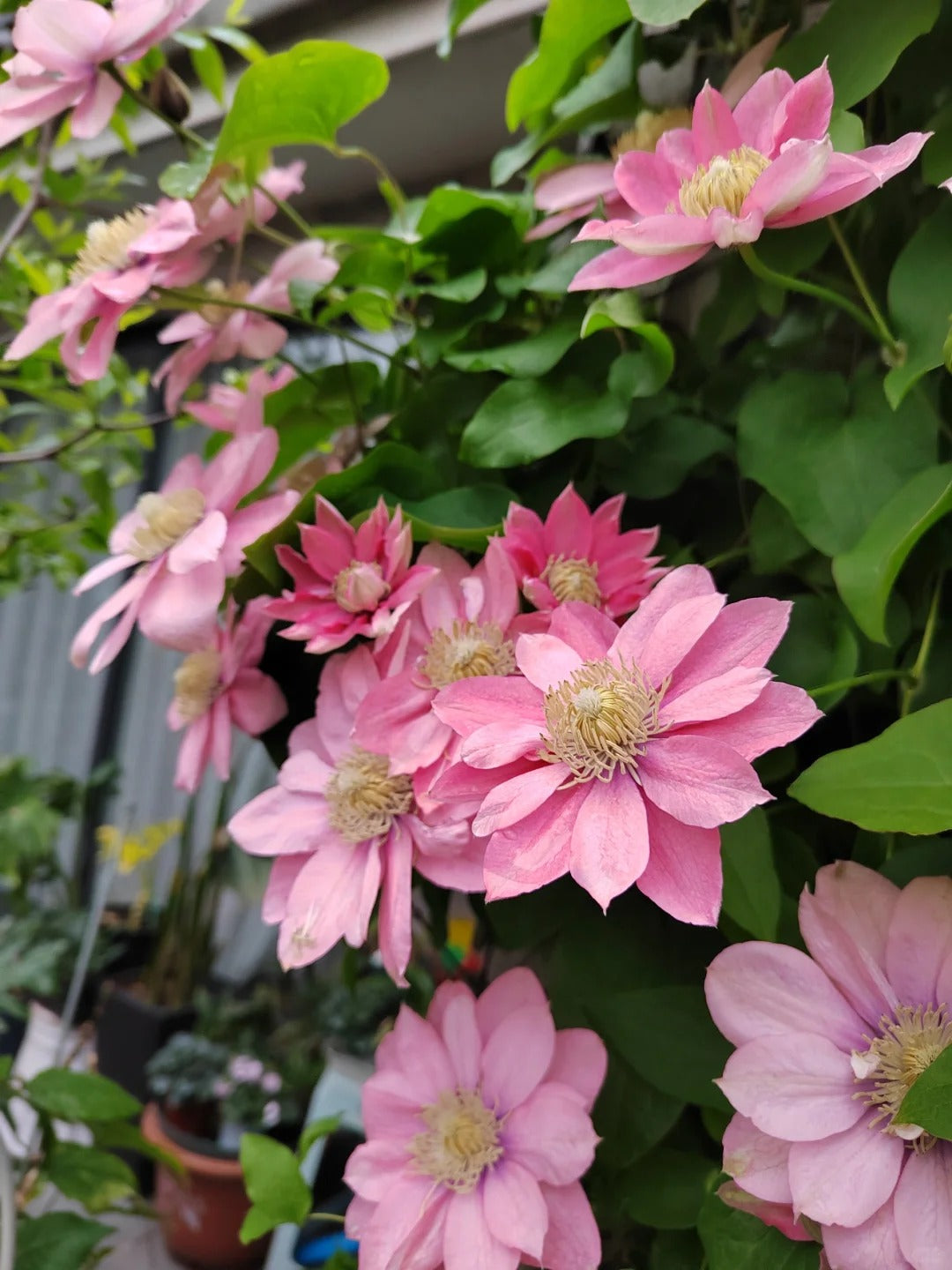 Clematis 【Little Mermaid】- 9P LivePlant| 小美人鱼