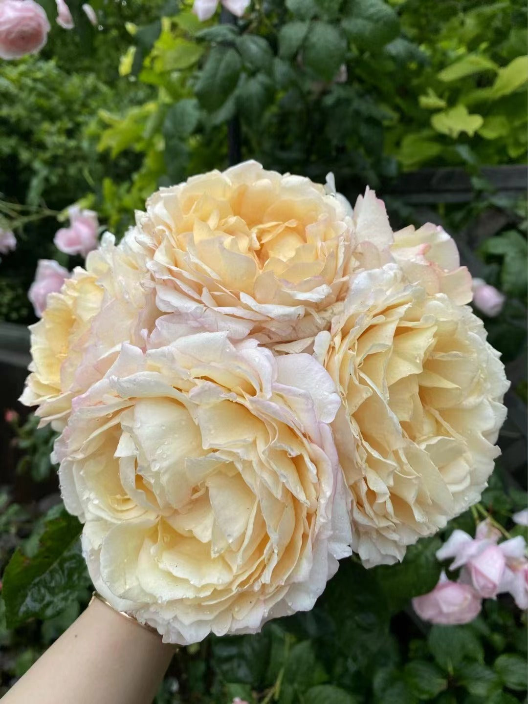 Yves Rose[Gold Yves Piaget]- 3 Gallon++ OwnRoot Live Plant| Ruffle lace| 伊芙金伯爵| Long flowering period| Easy to Grow|Intense Fragrance