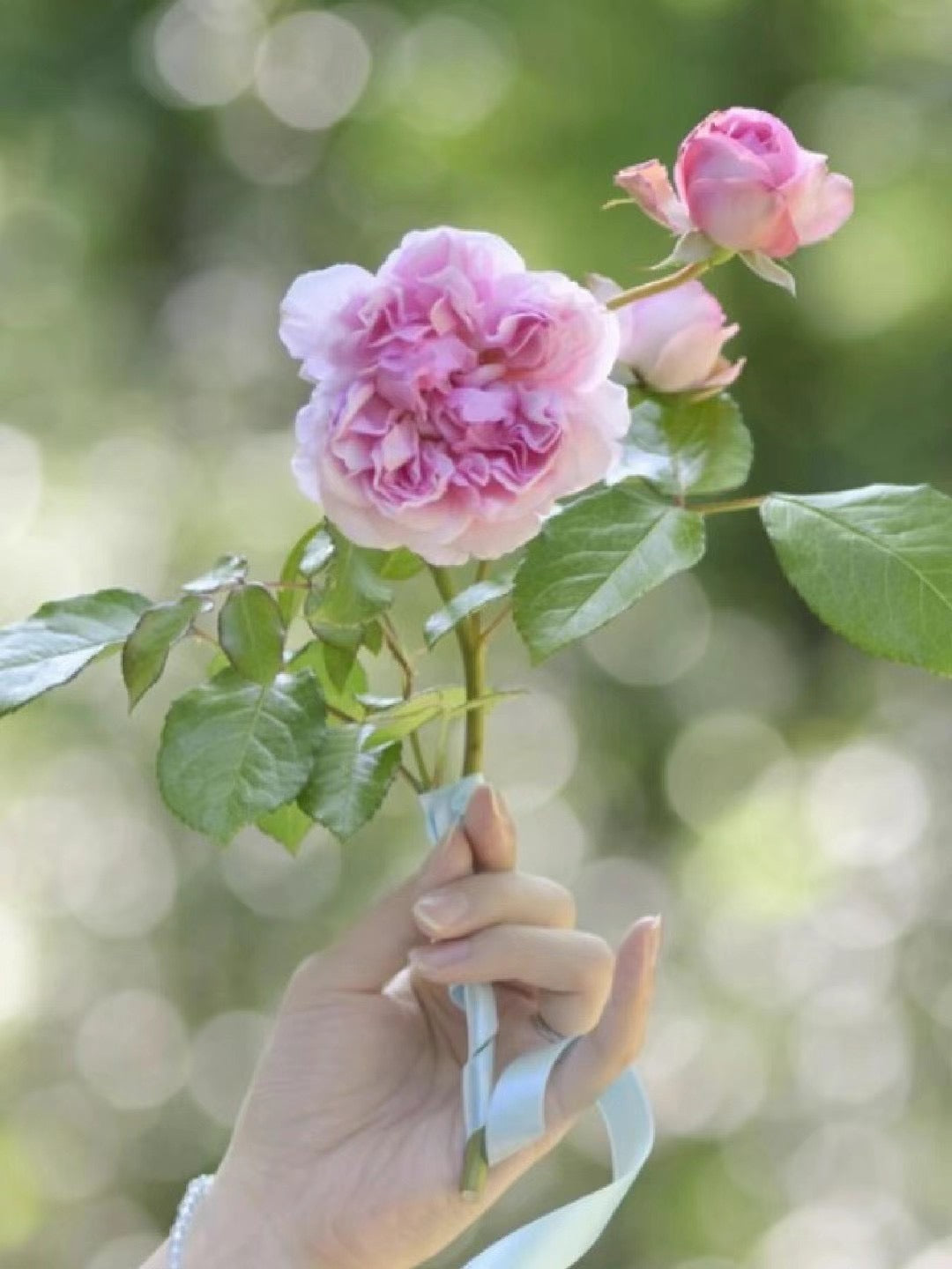 Rare Rose【Rose Antoinette｜ローズ・アントワネット】-1 Gal+ OwnRoot BareRoot｜绝代艳后| Sport of Pompadour |木立バラ| Redolent| Floribunda Rose|