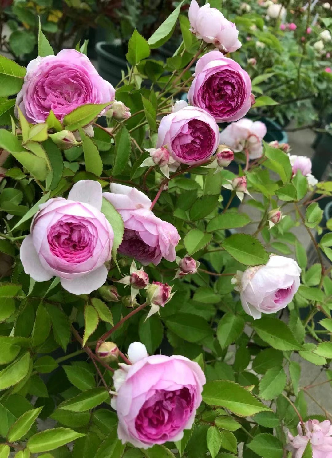 Rose[Aunt Margy's] -2 Gal OwnRoot| Thumbelina|Strong Adaptability| Rapid Growth| Strong Disease Resistance|Long flowering period|拇指姑娘,麻吉婶婶