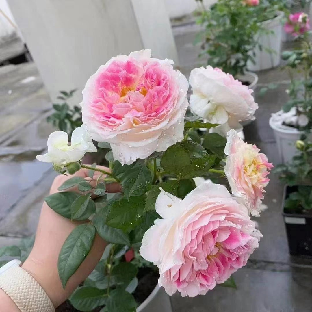 Rare Rose{Holiday Island Guernsey} 1.5 Gal OwnRoot 根西 | Stripes| Fragrance |Large Bloom| Strong adaptability | Long Flowering|Rain-Resistant