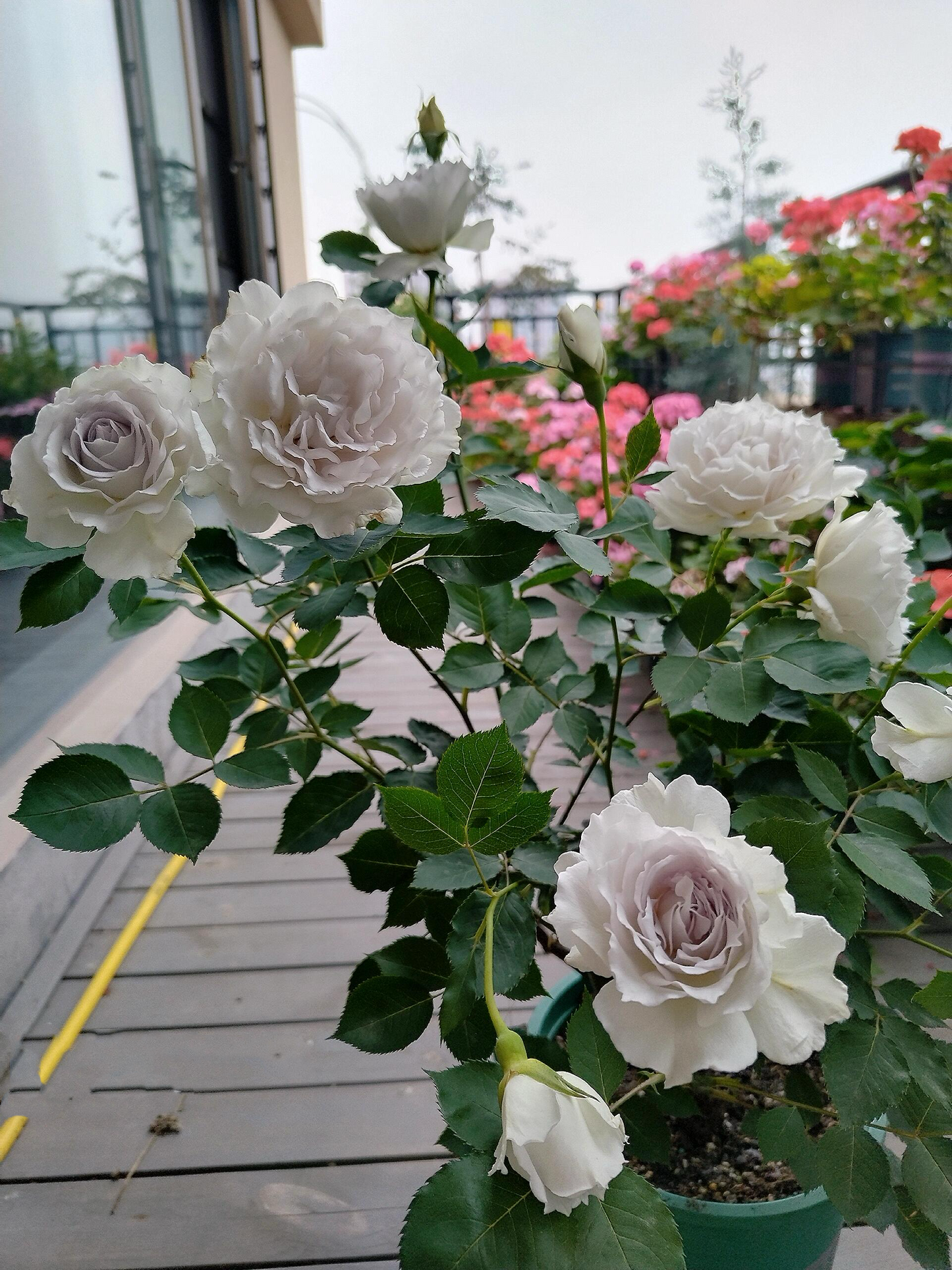 RARE Rose {Gabriel} - ガブリエル | 1Gal + OwnRoot | Award-winning 加百利大天使| Thornless| Heat Resistant| Sun Tolerant| Strong Disease Resistance| Potting