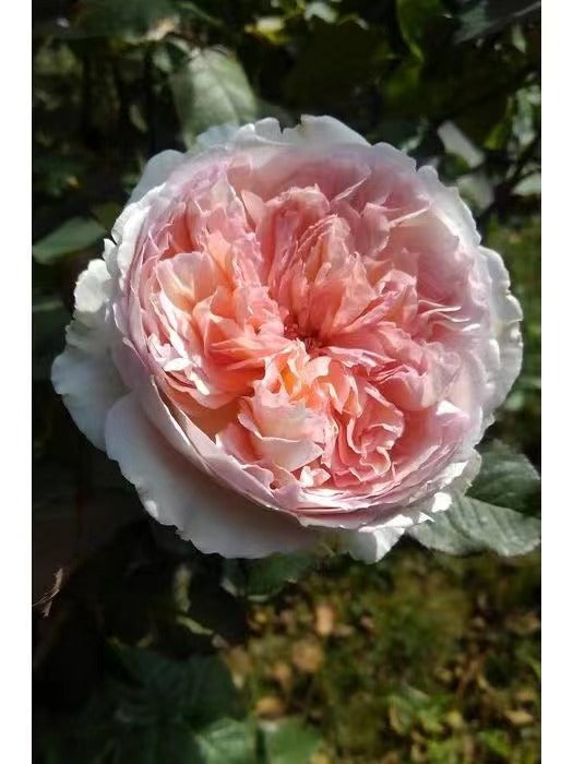 Rose【Träumerei｜トロイメライ】- 1 Gal OwnRoot ｜New Variety- 2020｜梦幻曲| Heat Resistant| Strong Growth| Rich in color| Easy to Grow| 夢幻曲 |