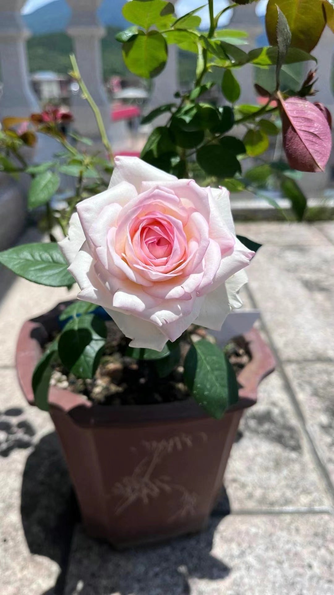 Rose 【La Rose Optimiste 】オプティミストの - Own Root｜Large Bloom| 乐天派｜Similar to Eden | Gradient| Cutting Rose| Easy to Grow| Heat Resistant|