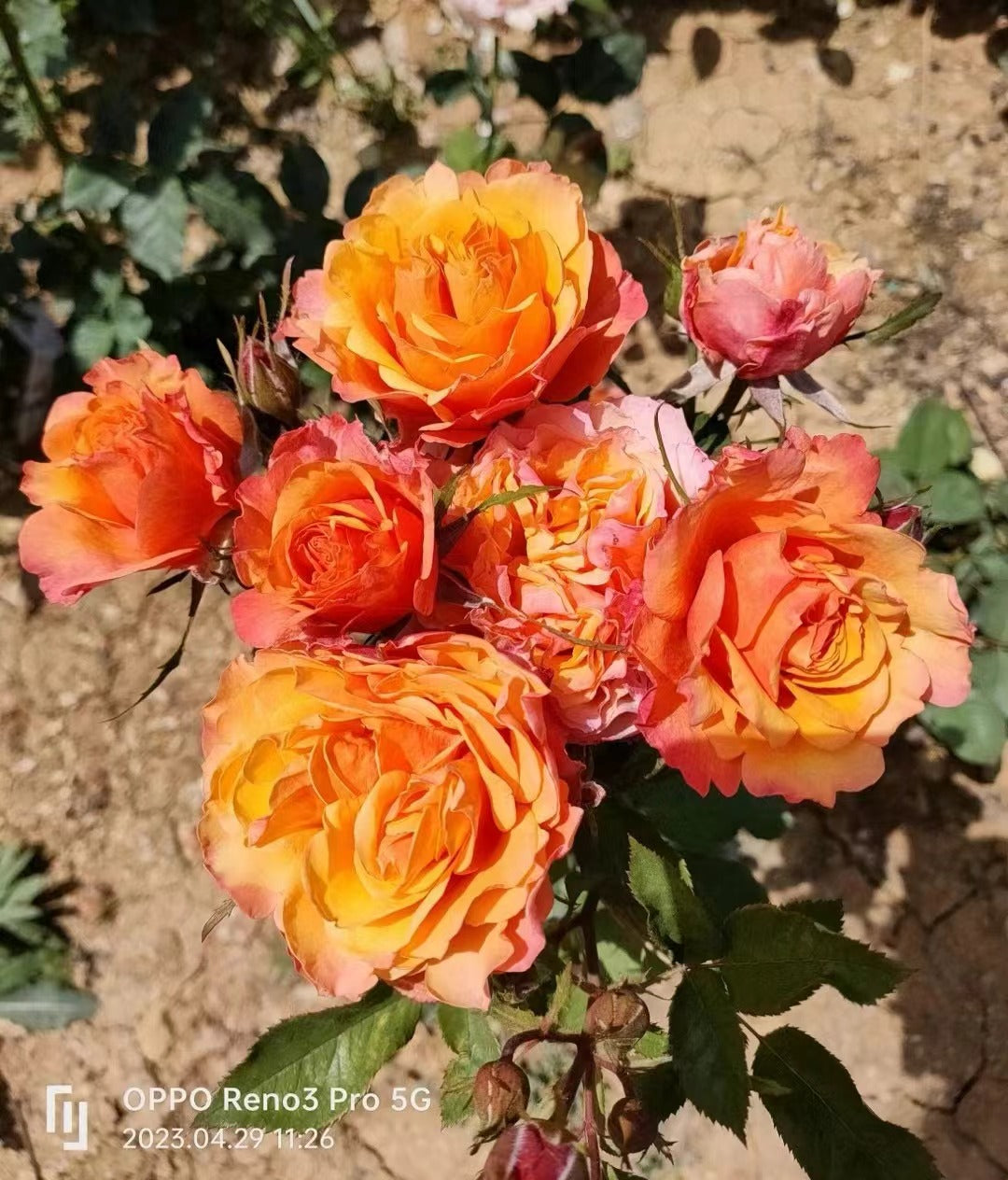 Rose【El Paso Forever】- 2 Gal Own Root LivePlant｜Award-winning| Thornless | 艾帕索| Heat Resistant| Denmark Rosa| Large Flower| Floribunda Rose