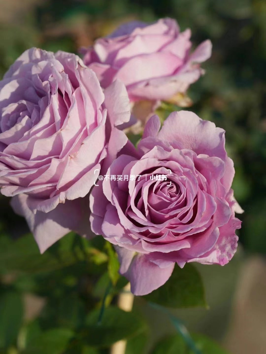Rose｛Luxury Nove| ラグジュノーブ｝2 Gal+ Rare OwnRoot｜Netherlands Cutting Rose| 天然香水 | Strong Upright | Redolent| Bloom Repeatedly| Heat Toleran