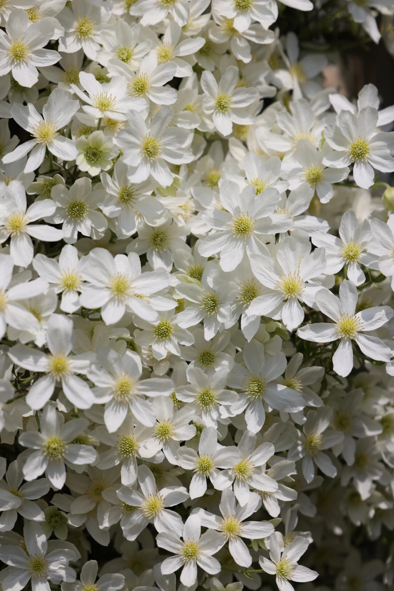 Clematis【Avalanche】-LivePlant｜雪崩｜Popular White Clematis