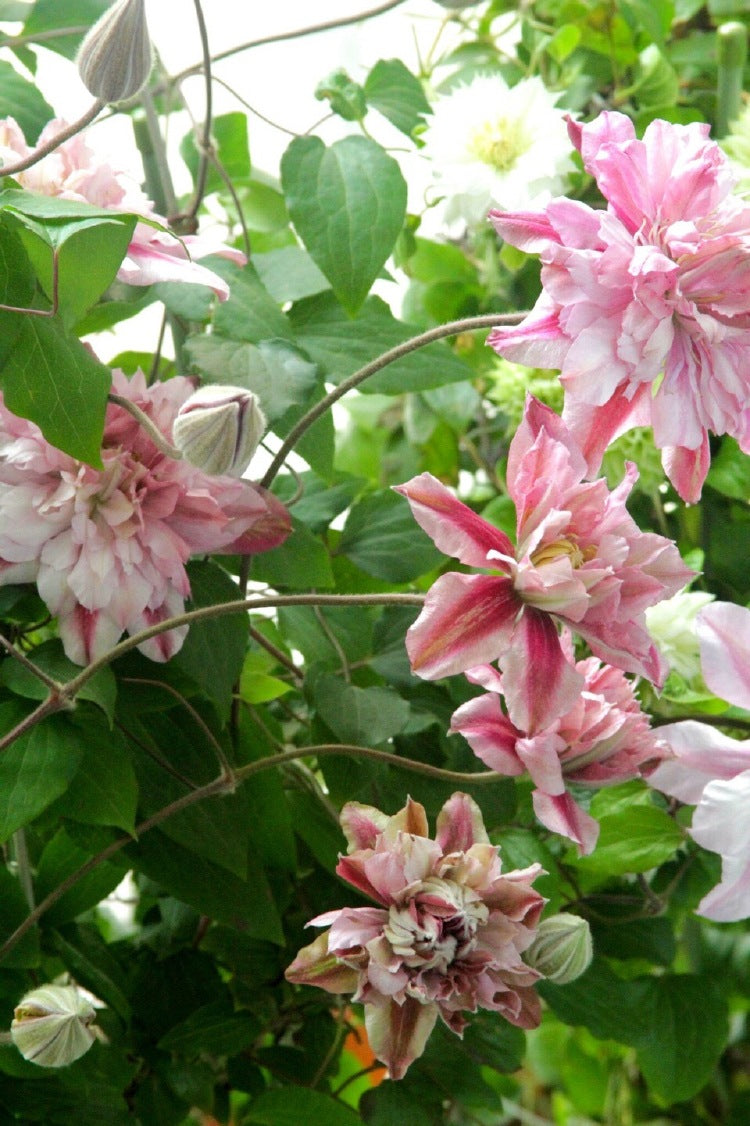 Clematis【Patricia Ann Fretwell】- LivePlant｜帕特丽夏｜Early Large-flowered Group｜