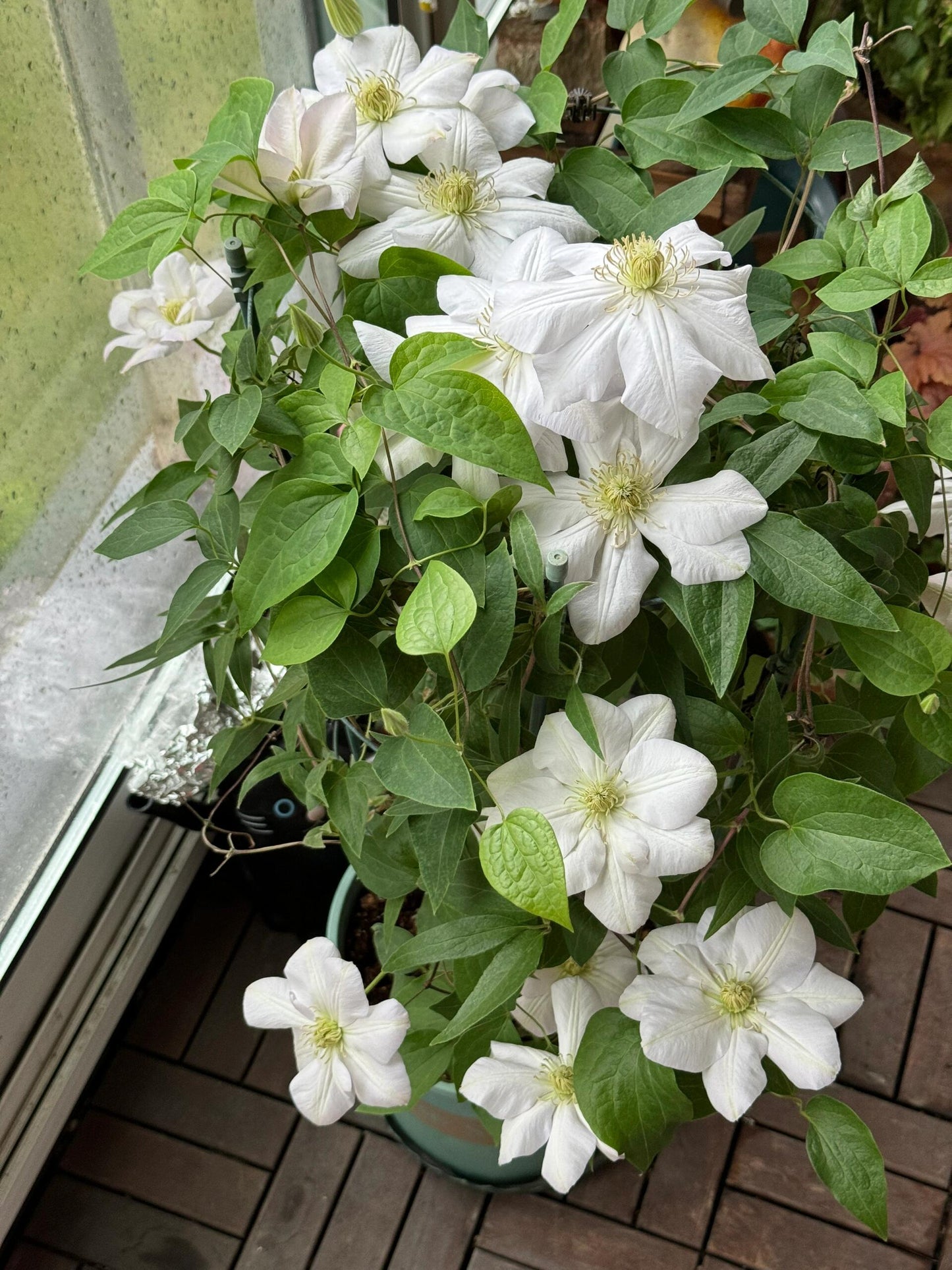 Rare Clematis【Innocent Blush】-LivePlant｜羞答答｜7 Lucky Petals｜