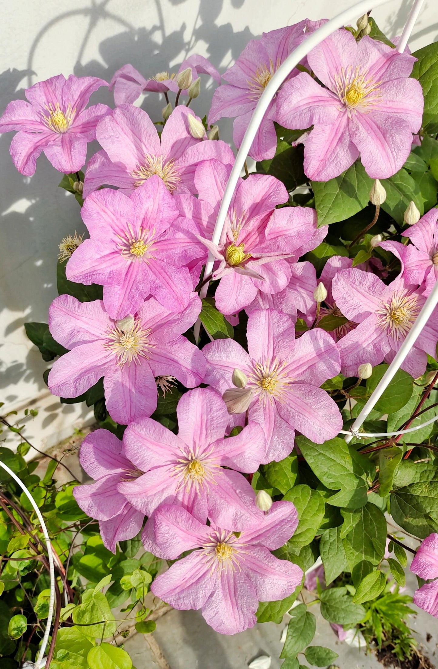 Clematis【Comtesse de Bouchaud】- LivePlant｜包查德 女侯爵｜Cute Flower