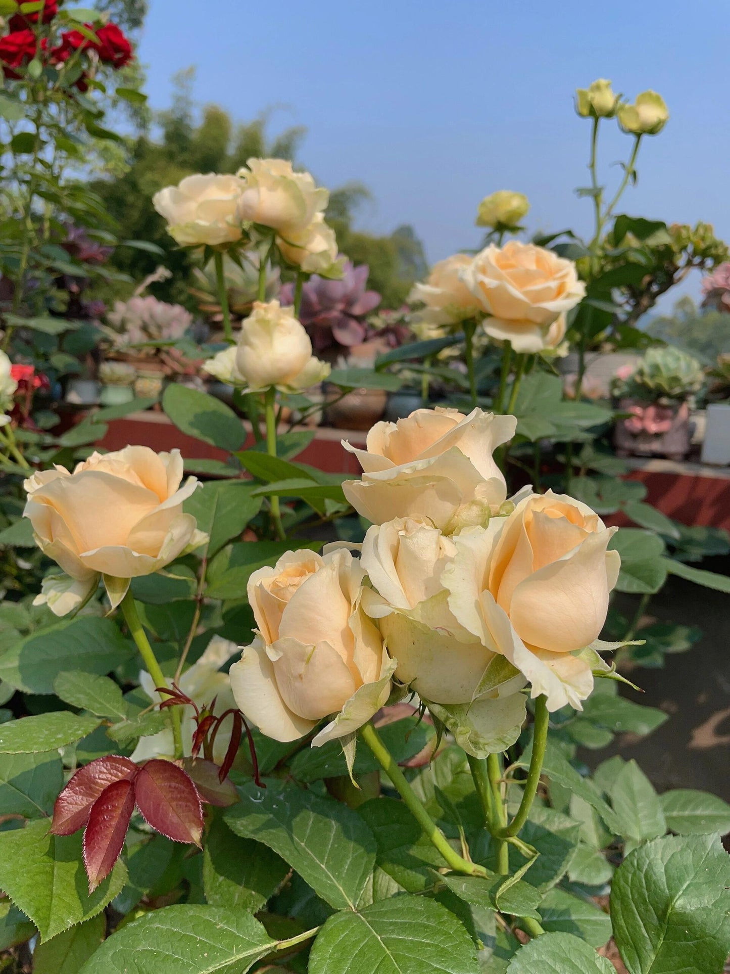 Champagne Rosa【Peach Avalanche】-Own Root| Thornless Cutting Rose| Long flowering period| Popularity| Award| 蜜桃雪山 |Blooms Abundantly|