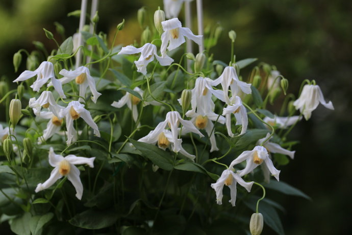 Clematis【Twinkle】- LivePlant｜Clematis Integrifolia 闪烁｜Cold hardy｜Cut Flower