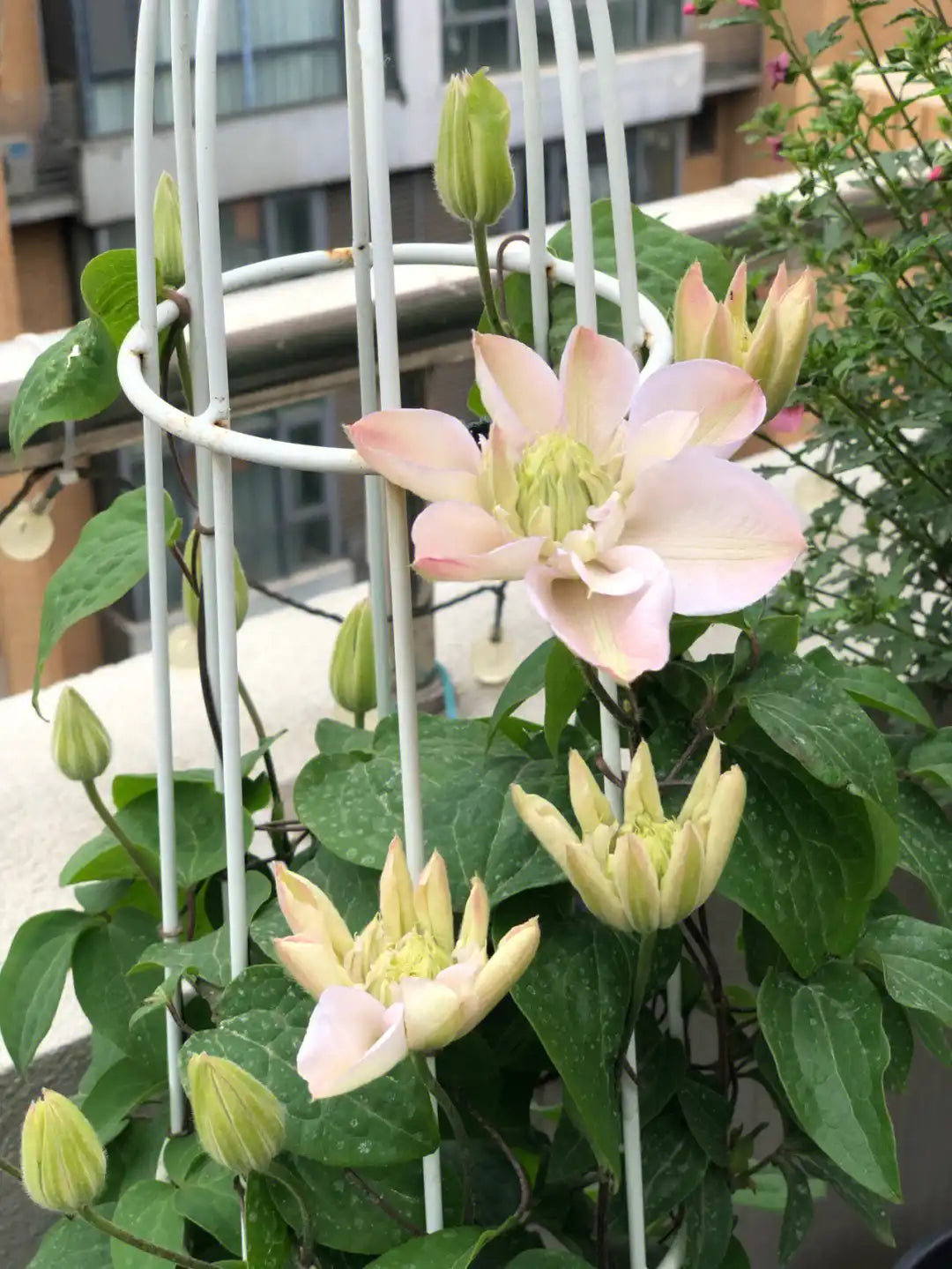 Rare Clematis【Innocent Blush】-LivePlant｜羞答答｜7 Lucky Petals｜