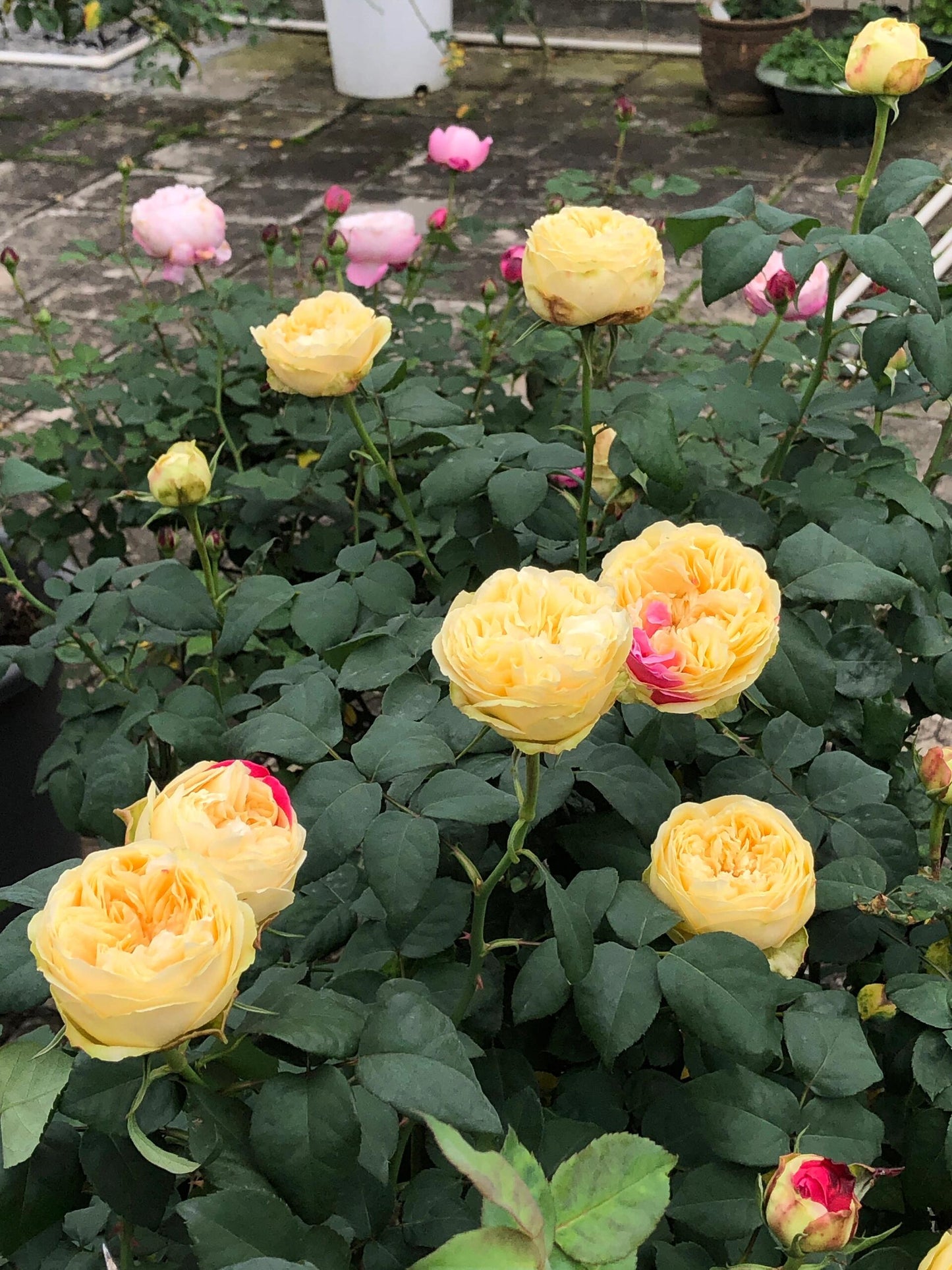 Rose【Fugetsu｜ふうげつ】-Surprise Rosa|  风月| Heat Resistant| Abundant Blooming| Less Thorns| Surprise rose| 風月| Balcony Rose