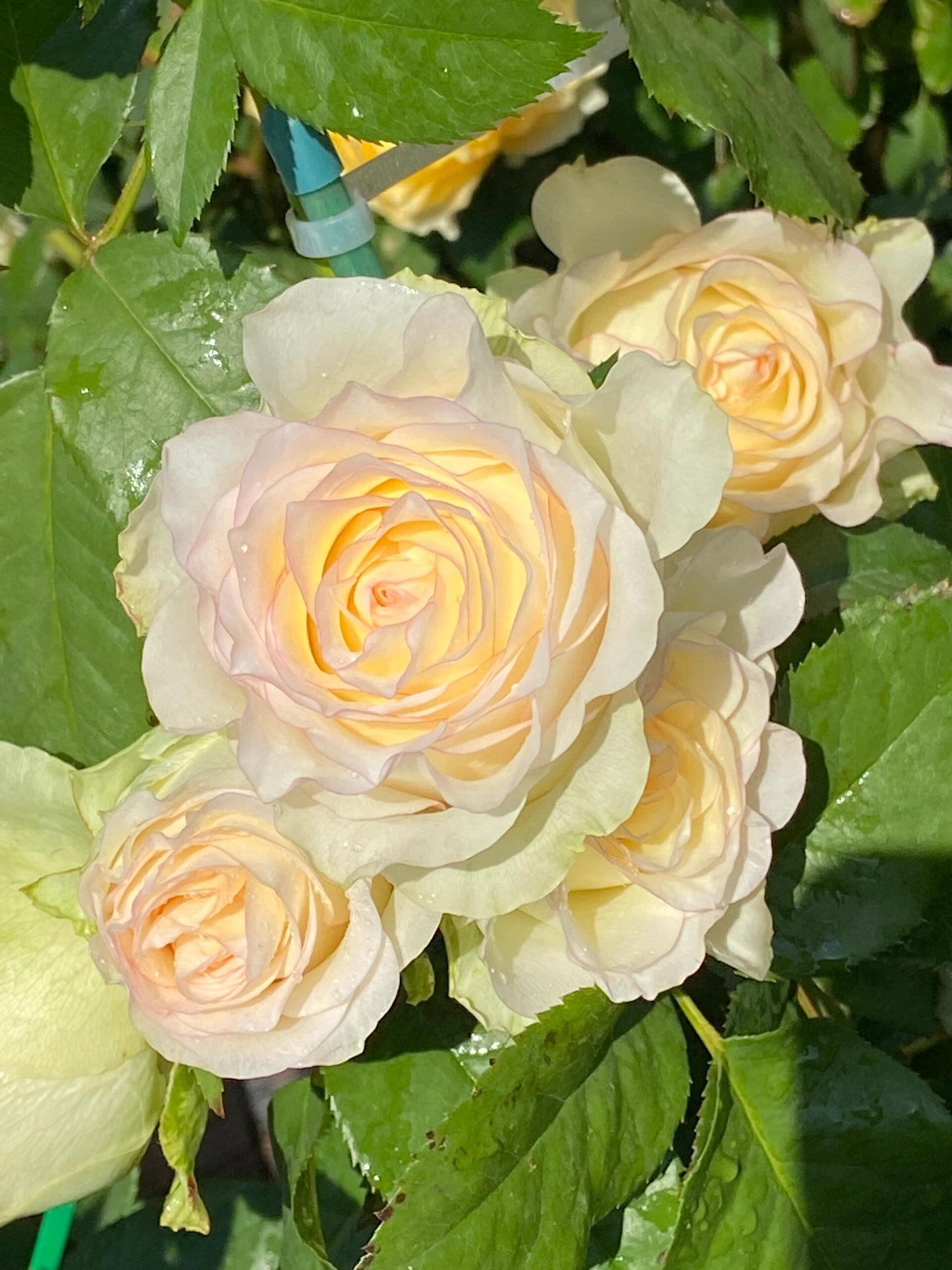 Rose【White Jumilia】- 1.5 Gal OwnRoot Live Plant｜白艾莎｜Sport varieties of the Jumilia rose｜Perfect New variety