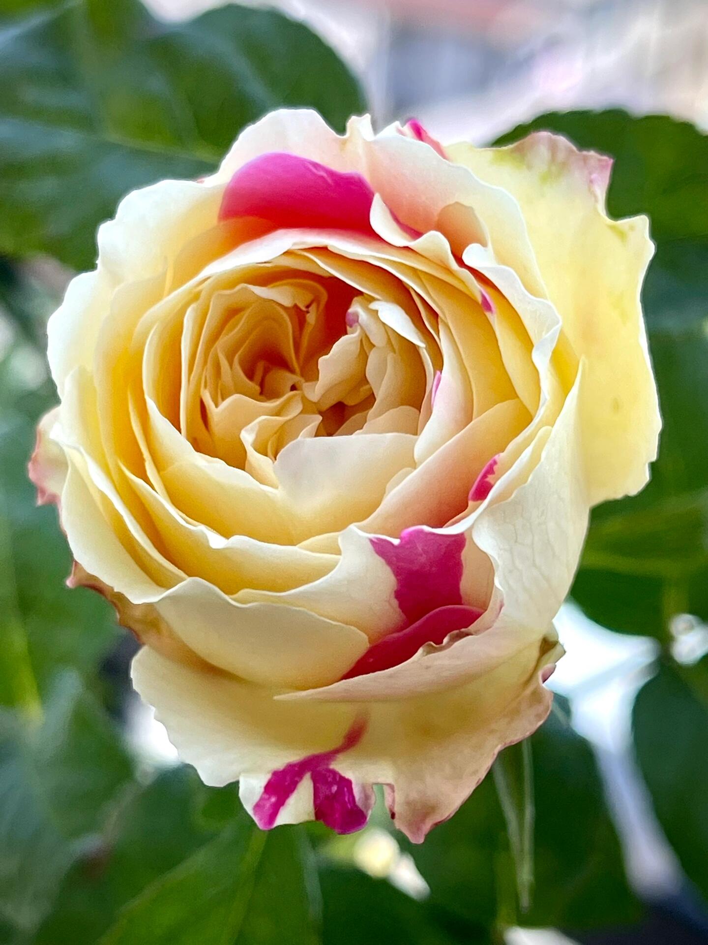 Rose【Fugetsu｜ふうげつ】-Surprise Rosa|  风月| Heat Resistant| Abundant Blooming| Less Thorns| Surprise rose| 風月| Balcony Rose