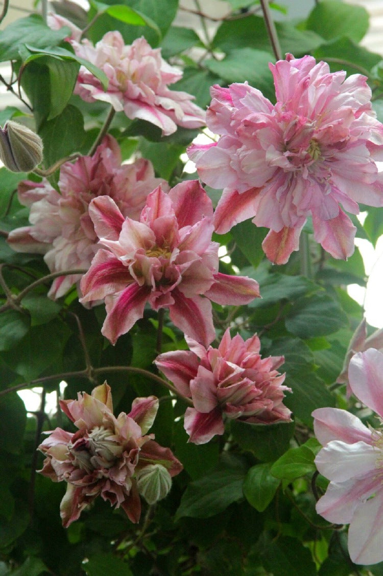 Clematis【Patricia Ann Fretwell】- LivePlant｜帕特丽夏｜Early Large-flowered Group｜