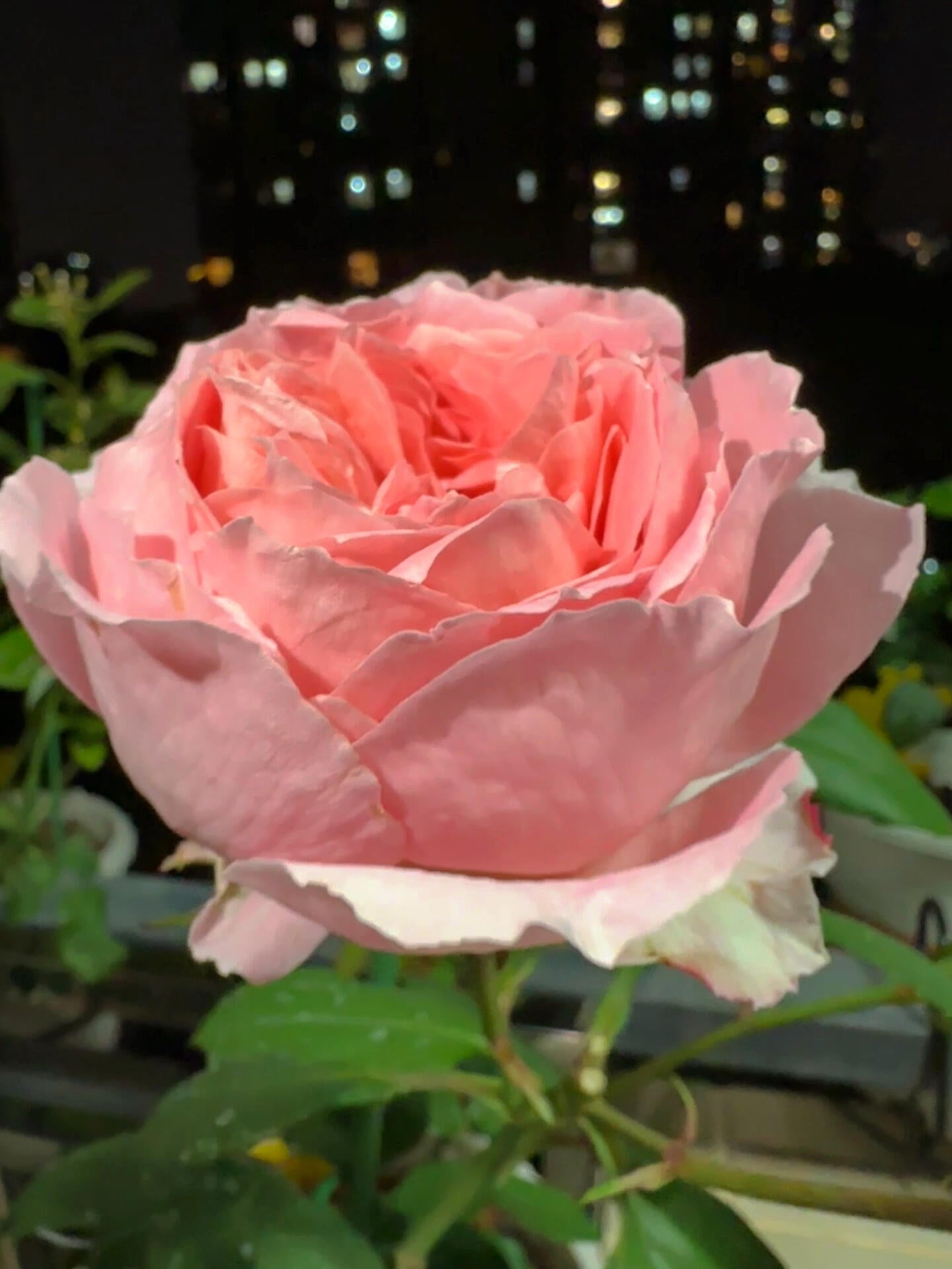 Rose【Anne-Sophie Pic】-1.5 Gal OwnRoot LivePlant｜安索菲比克｜Heat-Resistant