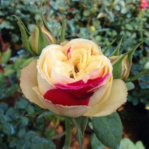 Rose【Fugetsu｜ふうげつ】-Surprise Rosa|  风月| Heat Resistant| Abundant Blooming| Less Thorns| Surprise rose| 風月| Balcony Rose