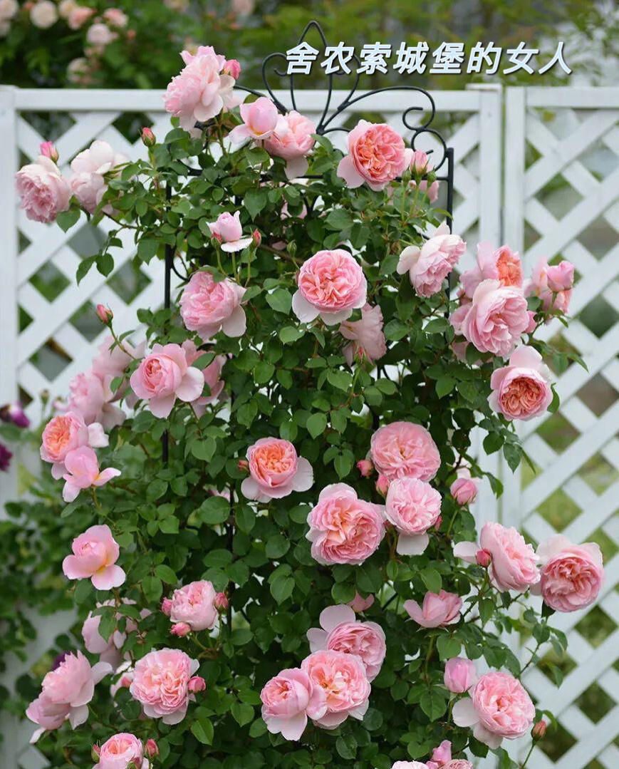 Climbing Rose【Dames de Chenonceau】- 1.5 Gal OwnRoot LivePlant｜舍农索城堡的女人｜ Large Bloom｜