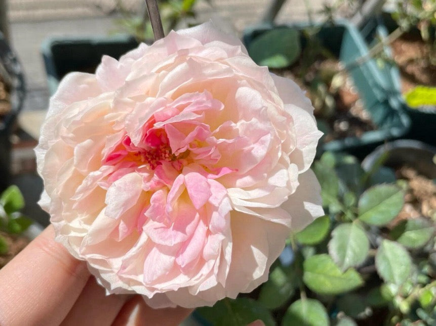 Rose【Malines｜マリーヌ】- 1.5 OwnRoot LivePlant｜梅克林花边｜河本纯子 2018｜