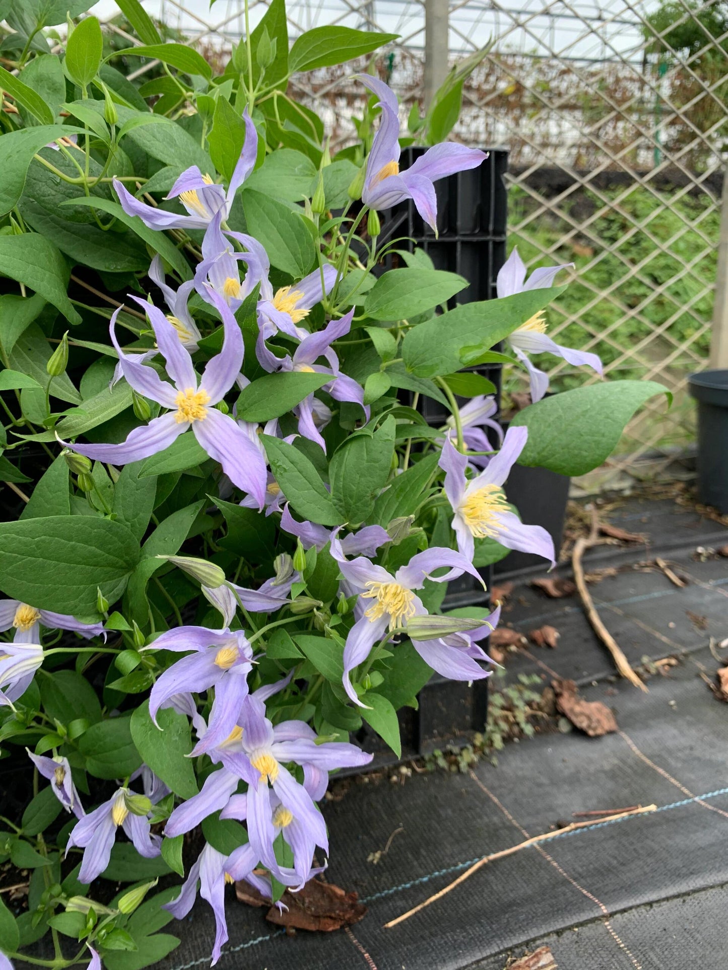 Clematis【Milky Way】-Live Plant｜银河系