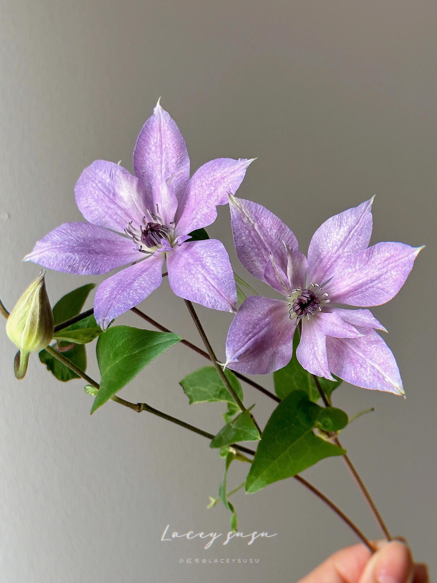 Clematis【Reflections】- LivePlant｜倒影| Double-flowered| Cold Hardy|Perennial|Pollinator Friendly| Low Maintenance| Popular| Bloom Repeatedly