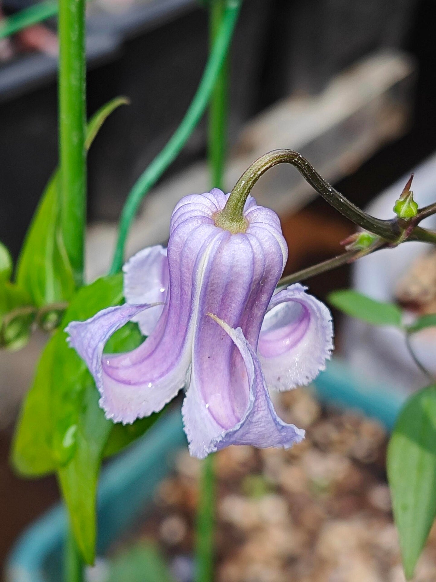 Blue Octopus Clematis【クリスパ・エンジェル| Crispa Angel】-LivePlant｜克里斯帕天使｜Bell-shaped｜Clematis florida var. sieboldiana｜タコクレマチス