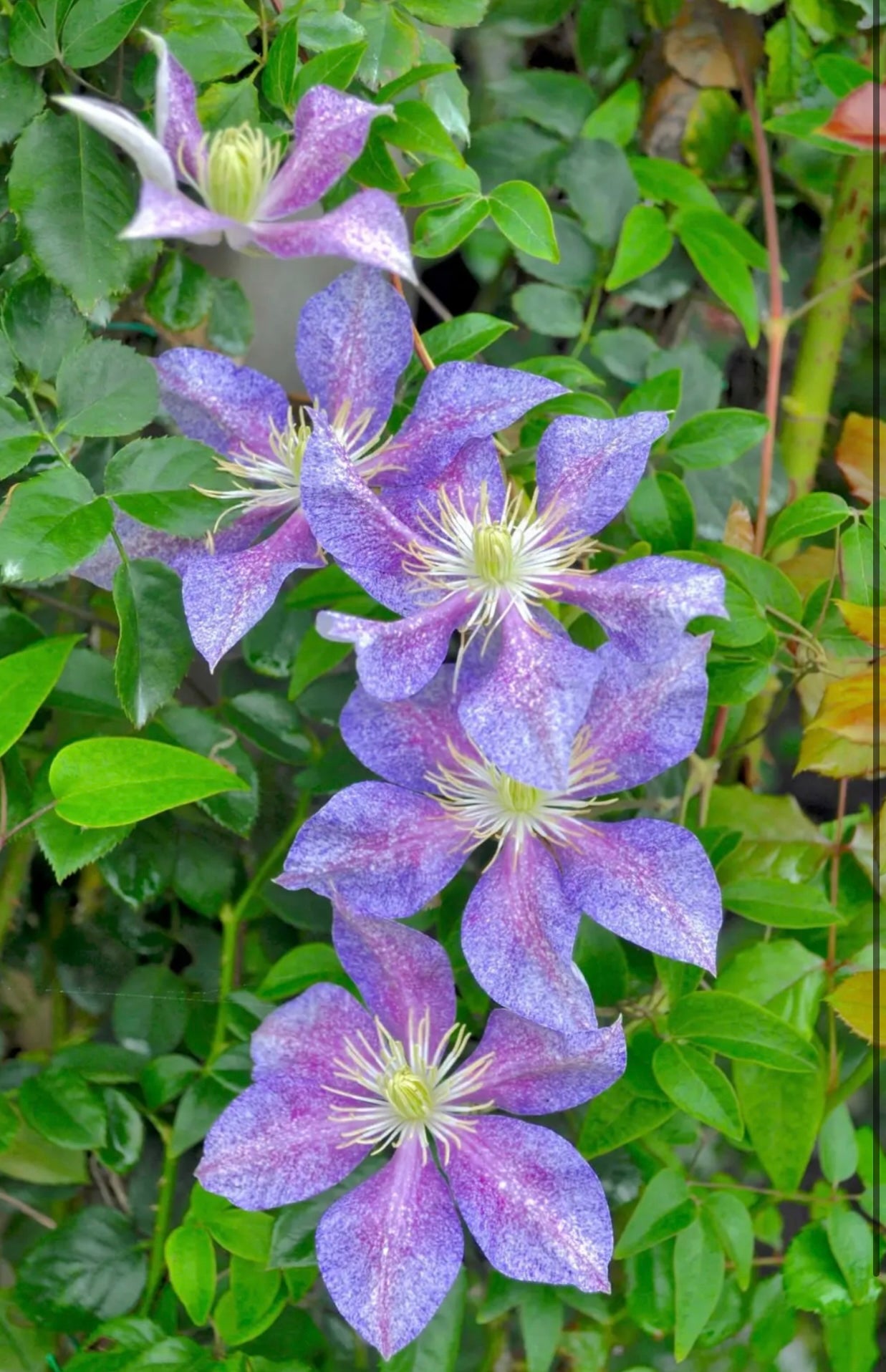 Clematis【Chameleon】- LivePlant｜变色龙｜Sandblasted Flowers