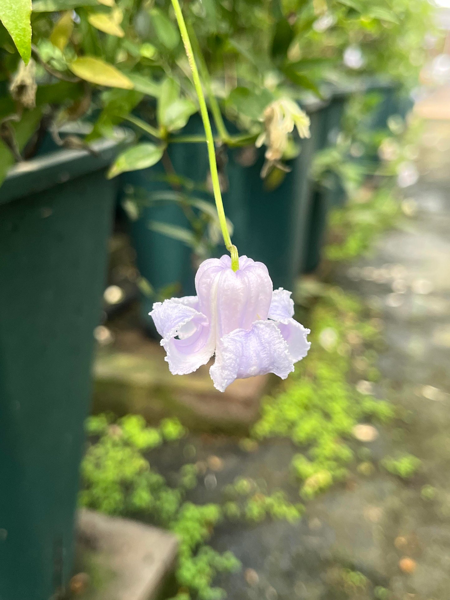 Blue Octopus Clematis【クリスパ・エンジェル| Crispa Angel】-LivePlant｜克里斯帕天使｜Bell-shaped｜Clematis florida var. sieboldiana｜タコクレマチス