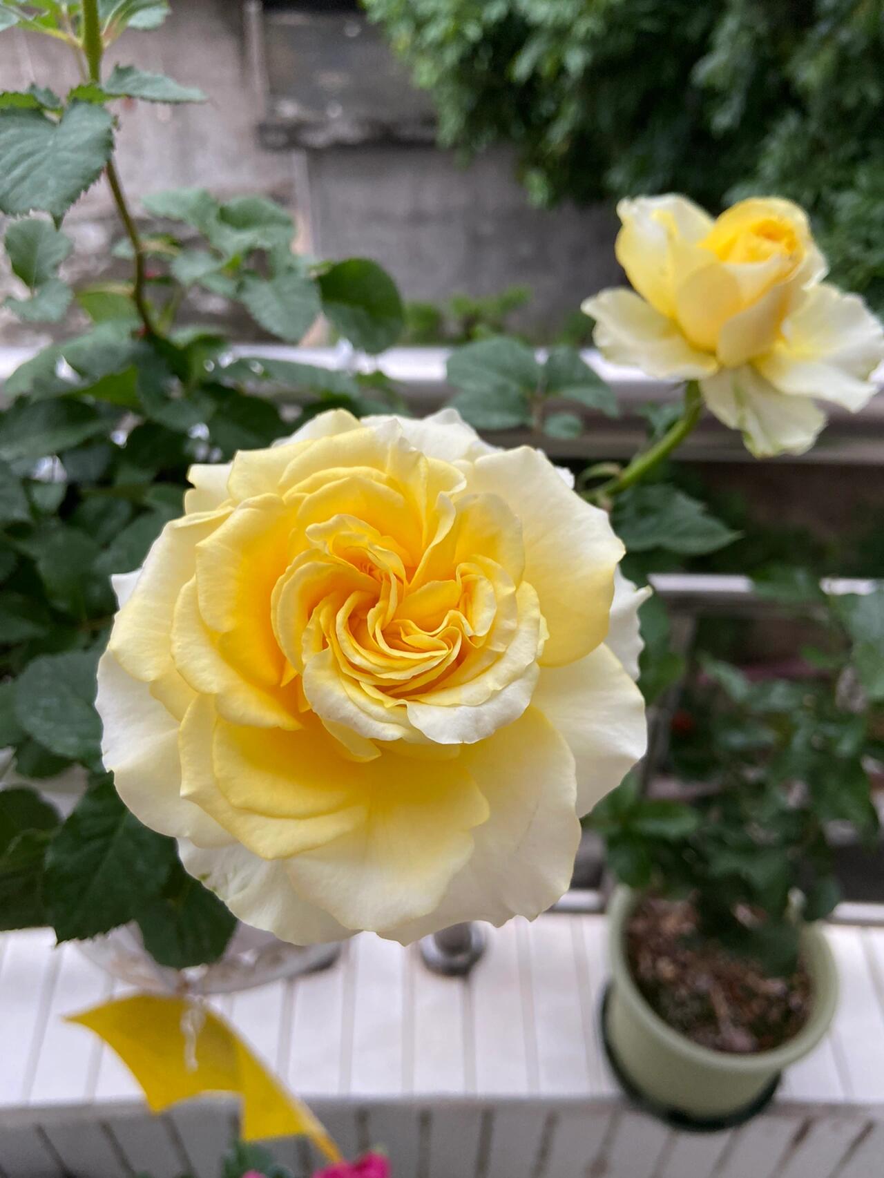 Rose【Shell｜貝殻】-1.5 Gal OwnRoot LivePlant｜Popular Japanese Floribunda Rose 贝壳｜Large Bloom｜Long vase life| Heat Resistant| Easy to Grow| Lace