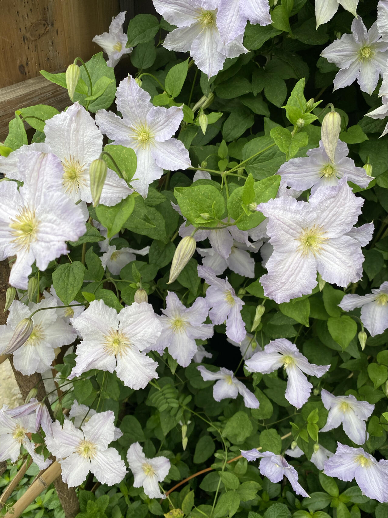 Clematis【Blue Angel| あおてんし】-Live Plant｜蓝天使| Rare Pleated Petals| Easy 2Grow| Hardy| Large Flowering| Strong Growth| Pot Friendly| Shade Vine